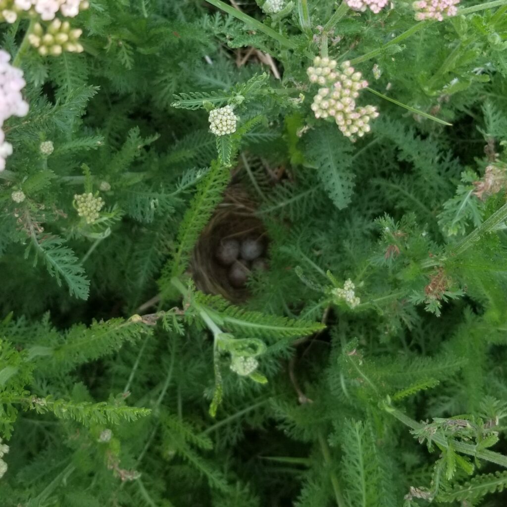 fleursdeferme 20200714_121218