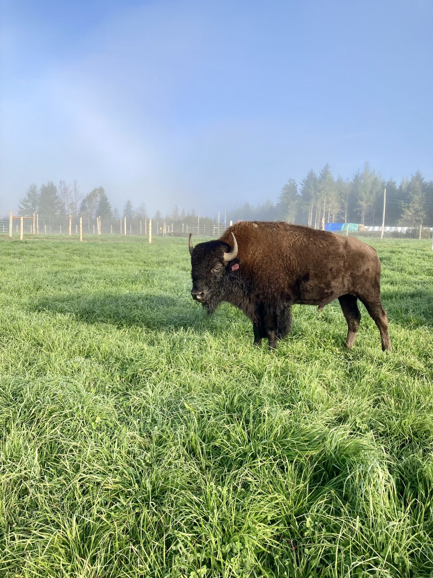 23 Rustik Bison bison herbe