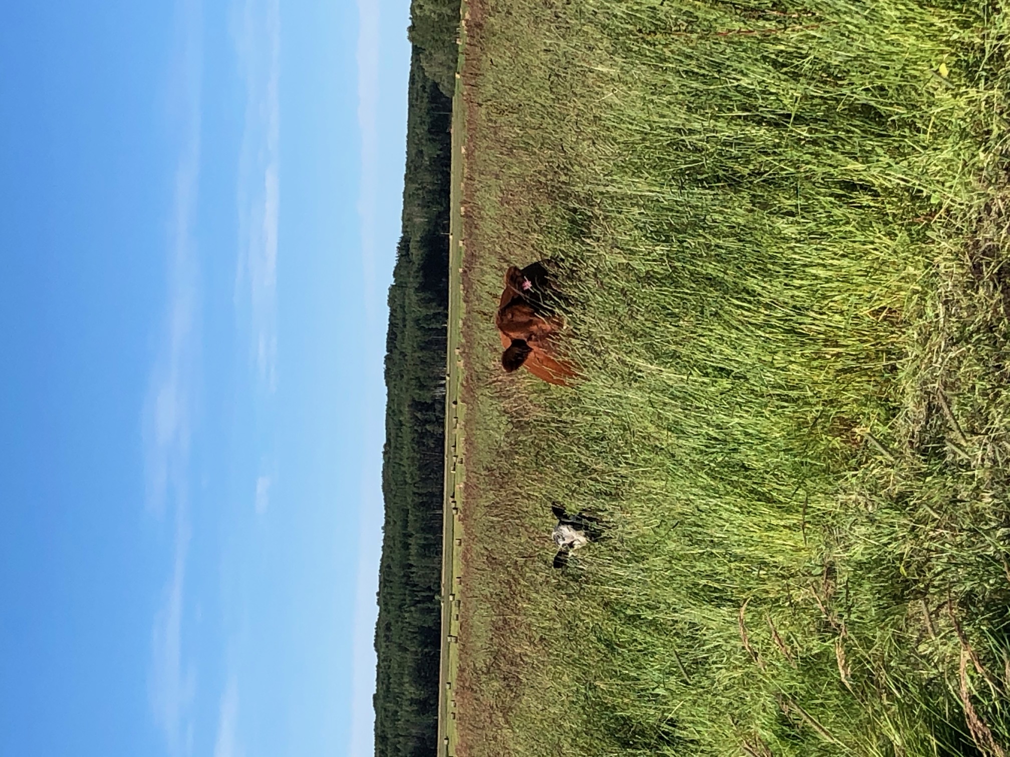 3x Bar Land & Cattle co. Régénération Canada