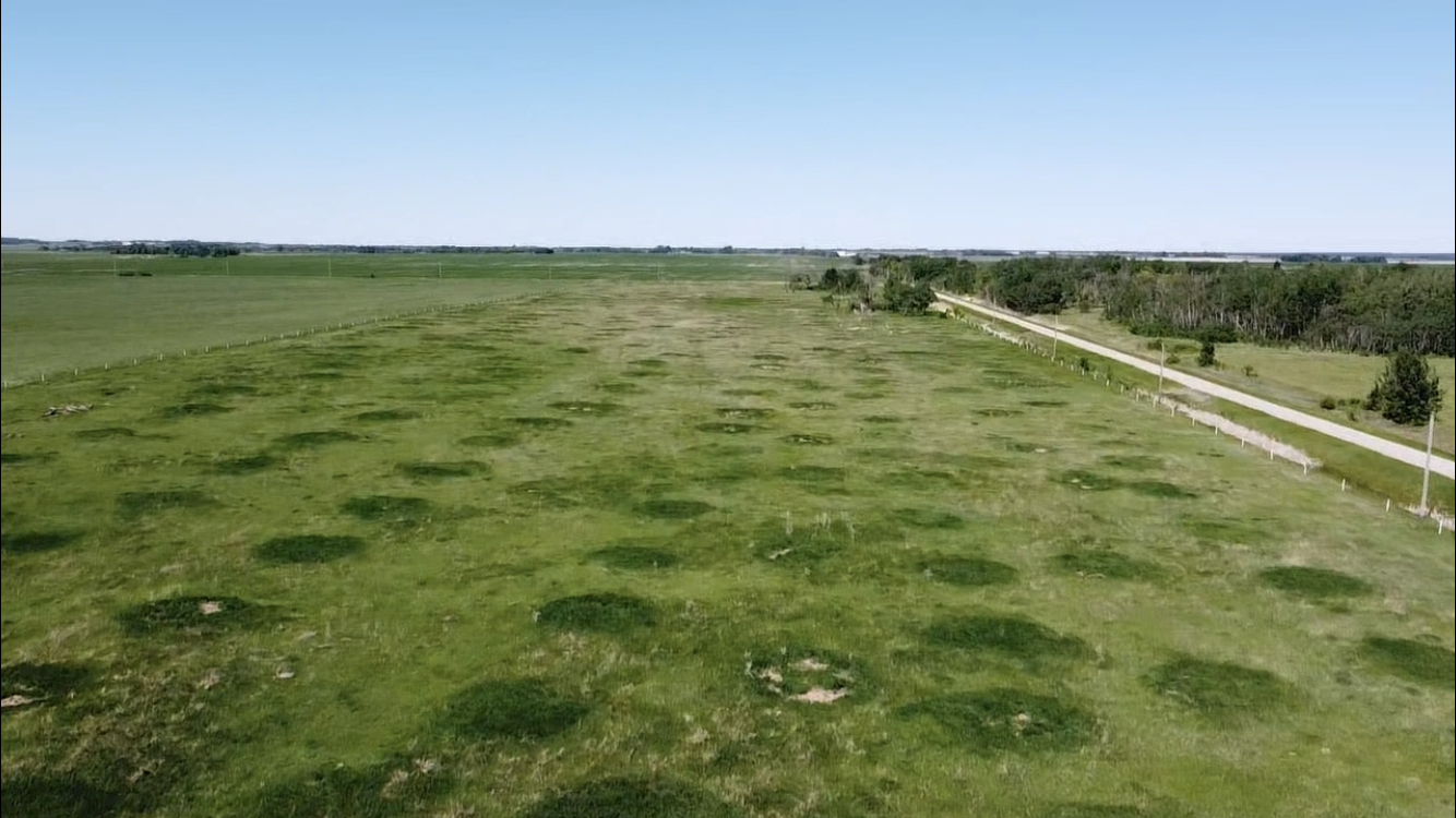 Bale grazing green pods in pasture – Picture from Sunflo Dairy