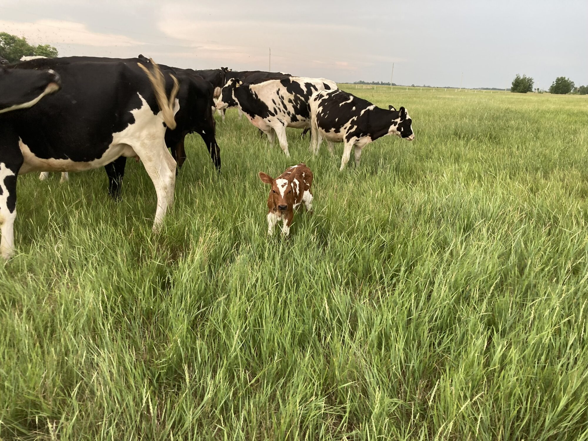 Calf in pasture with cows – Picture from Sunflo Dairy