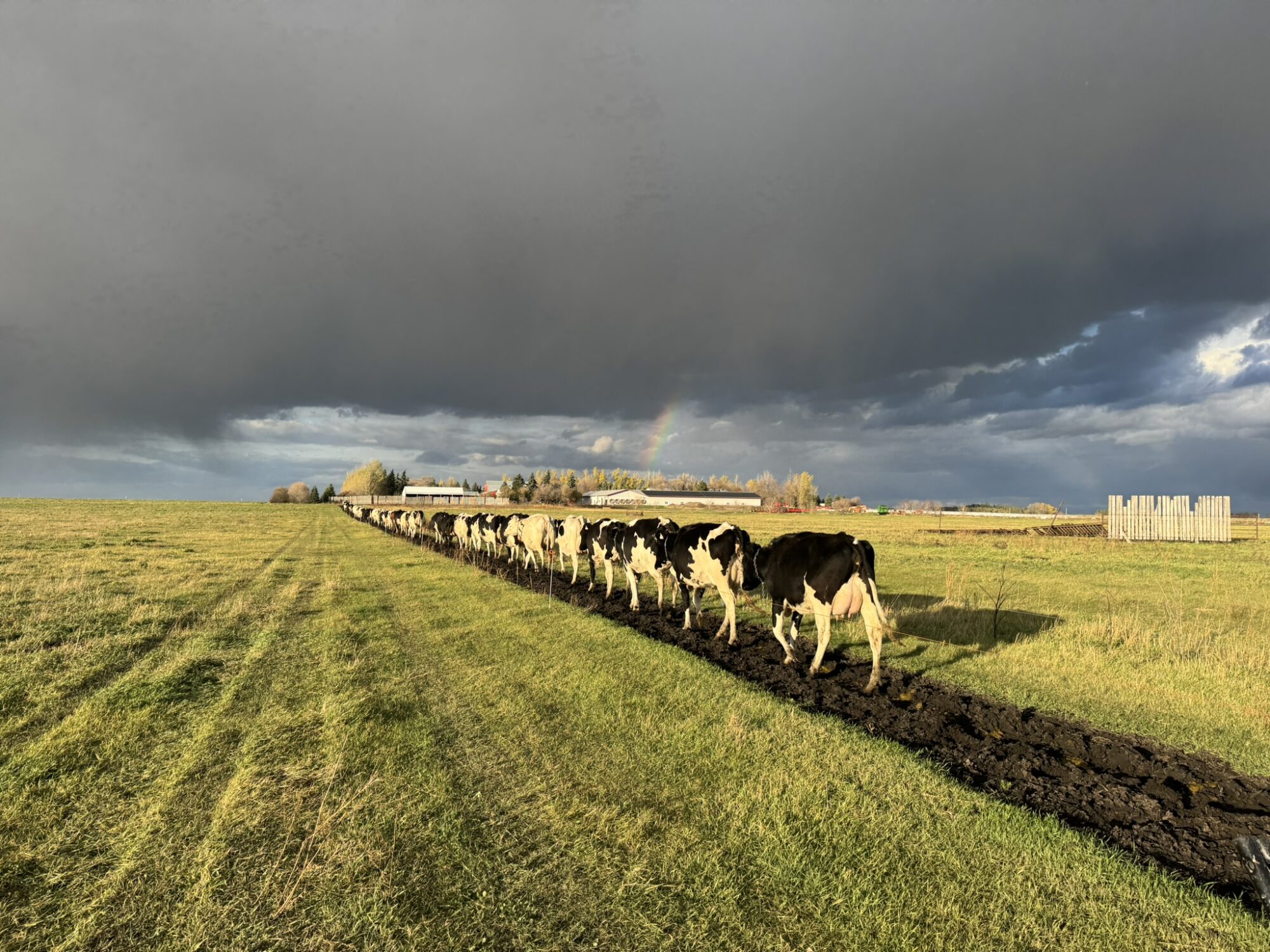 Cattle walking back to barn system – Picture from Sunflo Dairy