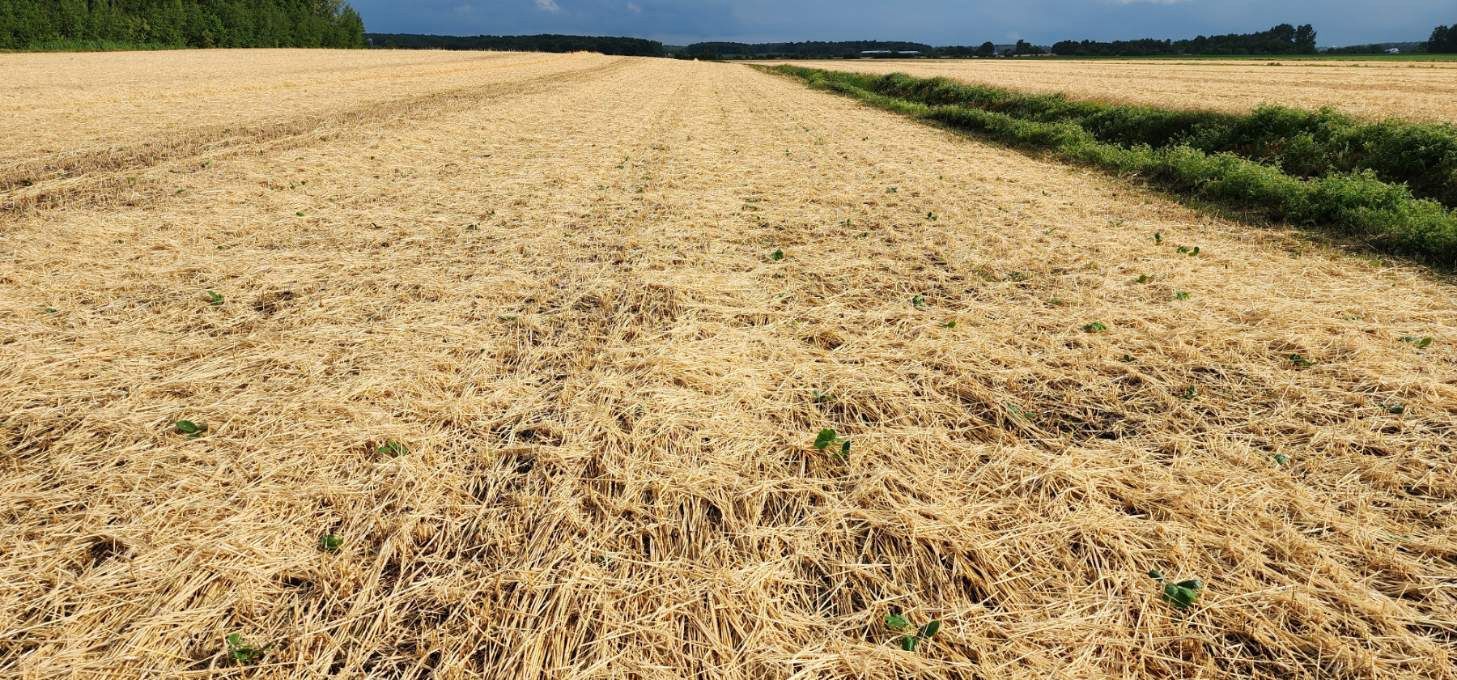 Champ de seigle roulé 2025 – rolled rye