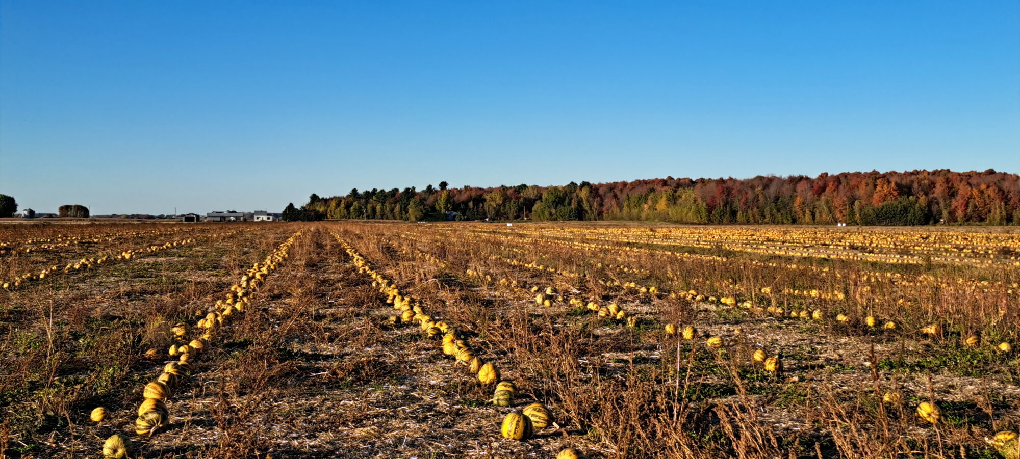 Champs de citrouilles 2025