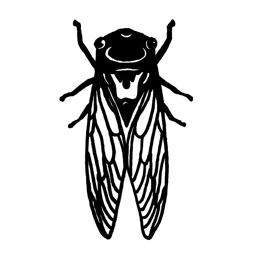 Cicada-Seeds-Cicada-Only
