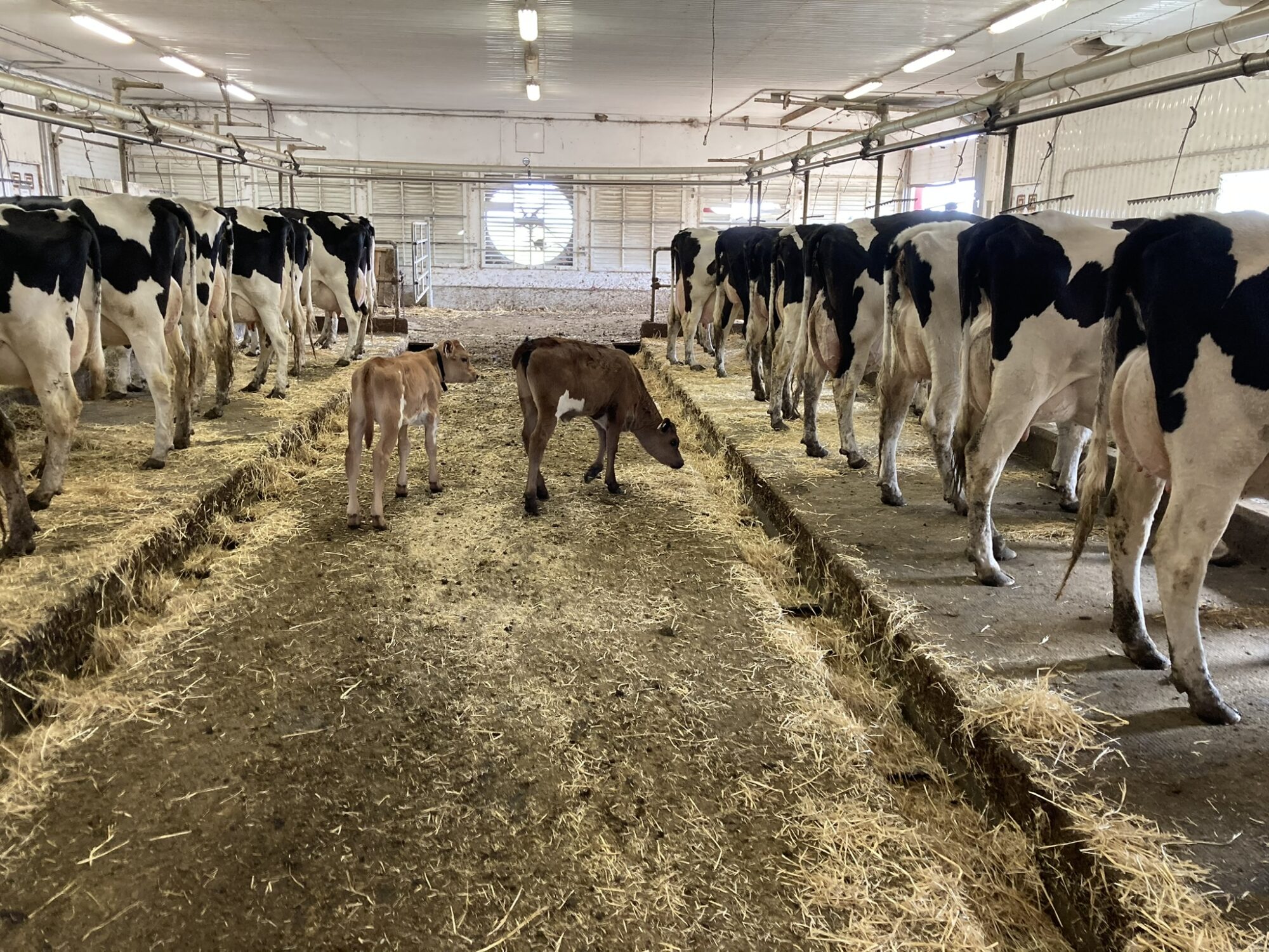 Cows in barn with a few calves – Picture from Sunflo Dairy