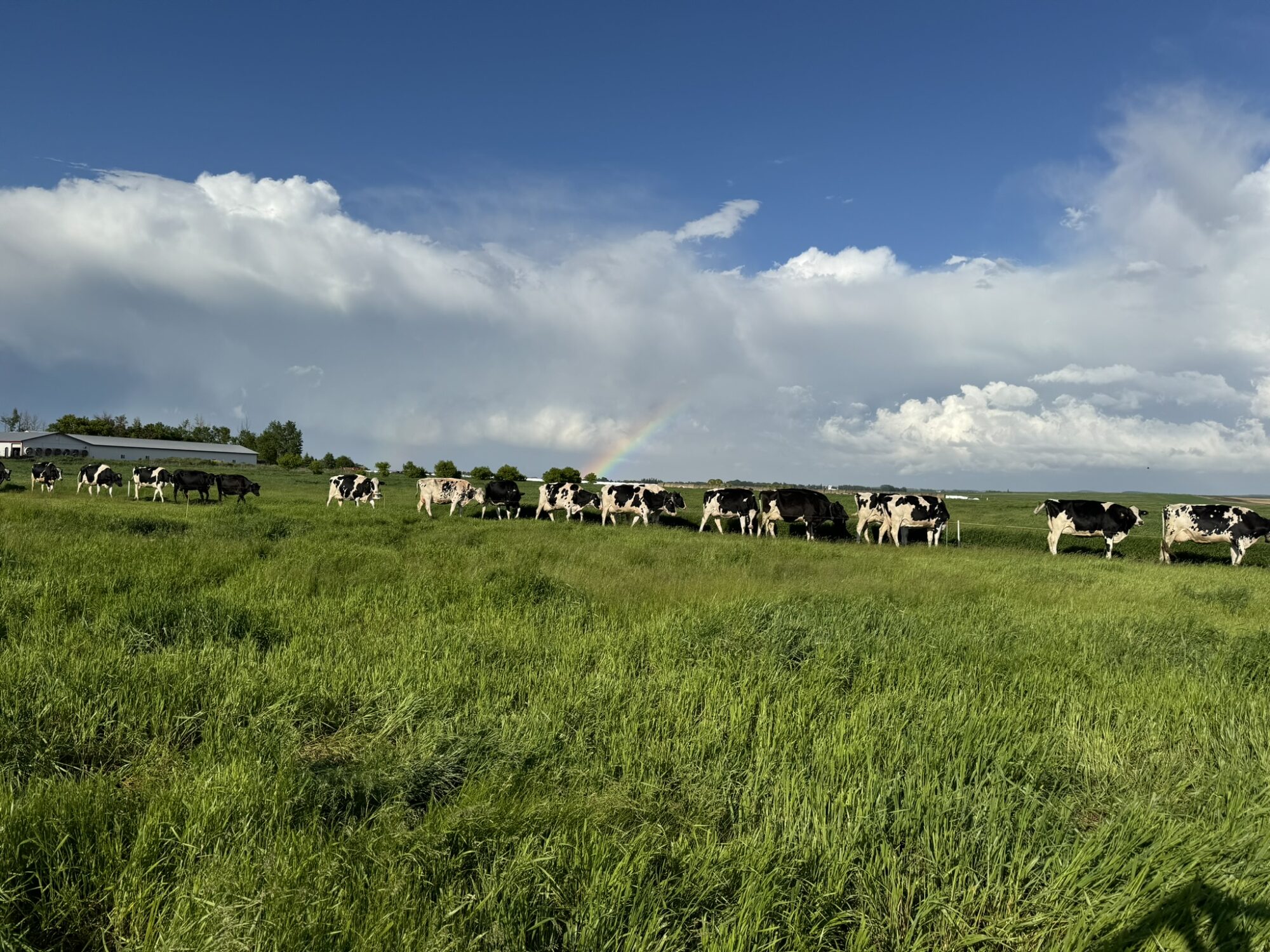 Dairy cattle grazing with rainbow behind – Picture from Sunflo Dairy