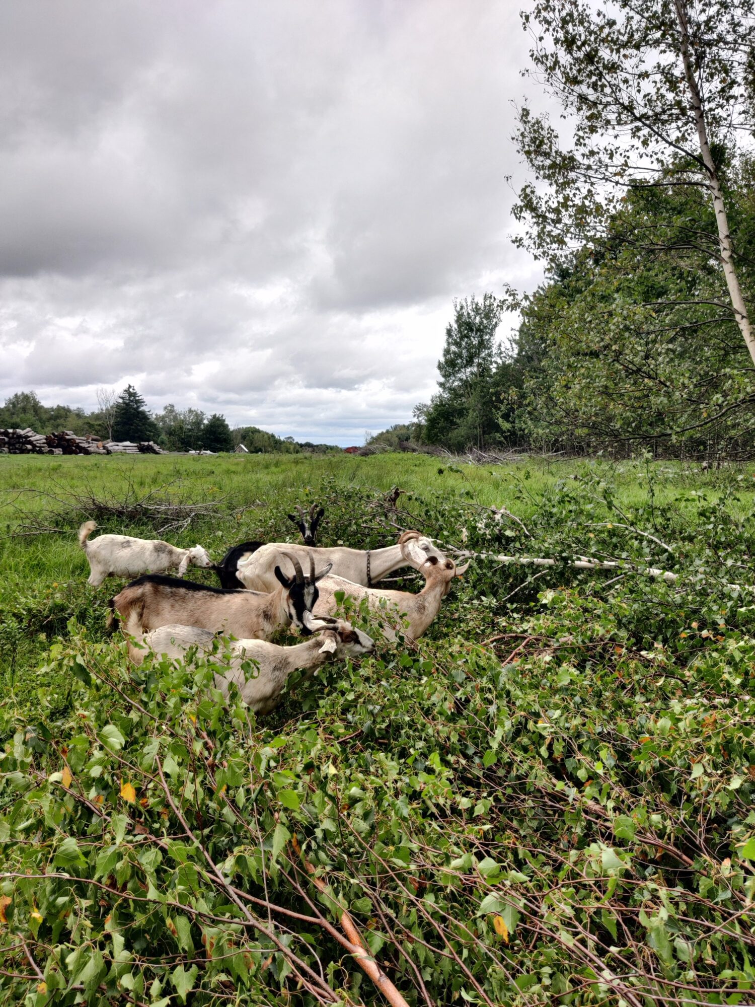 Farm Map Photos Aug 21 2024