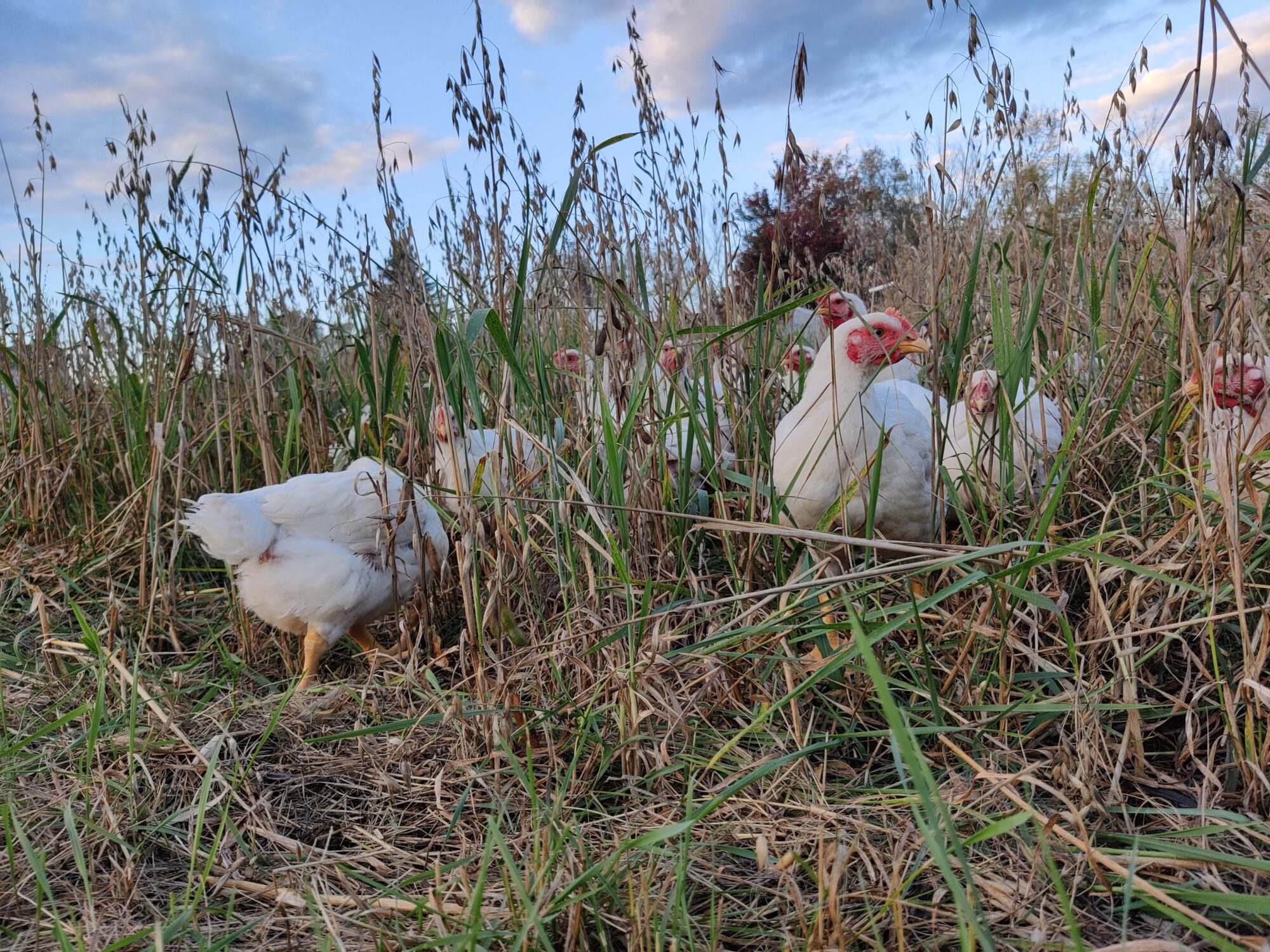 Farms Map Photo Oct 13