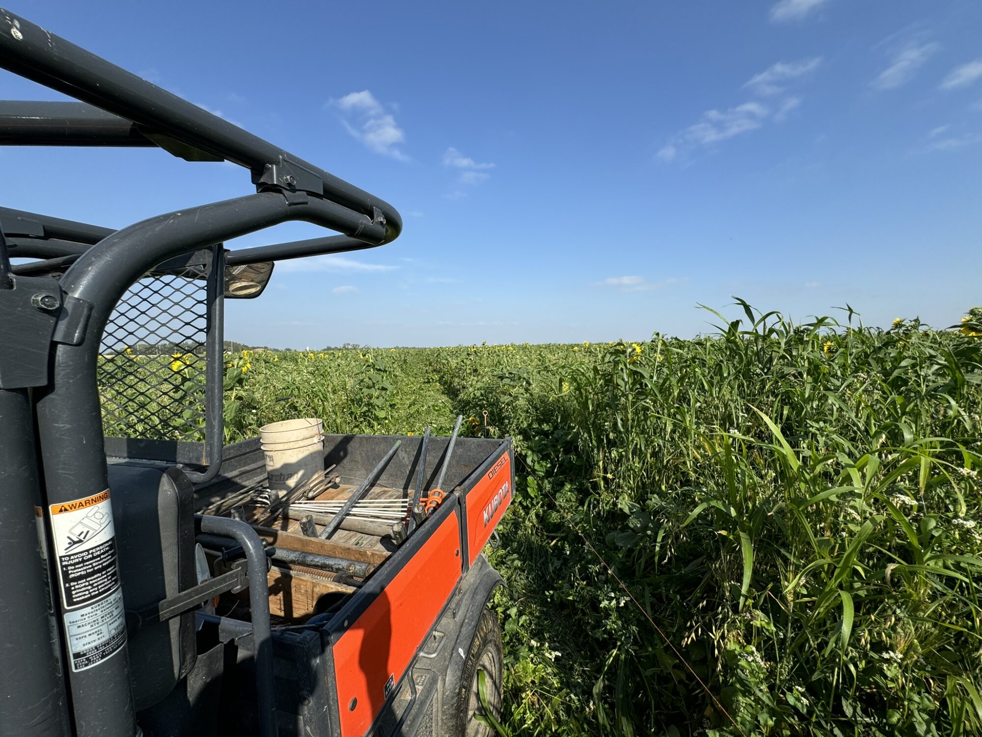 Fencing covercrop before cattle graze – Picture from Sunflo Dairy