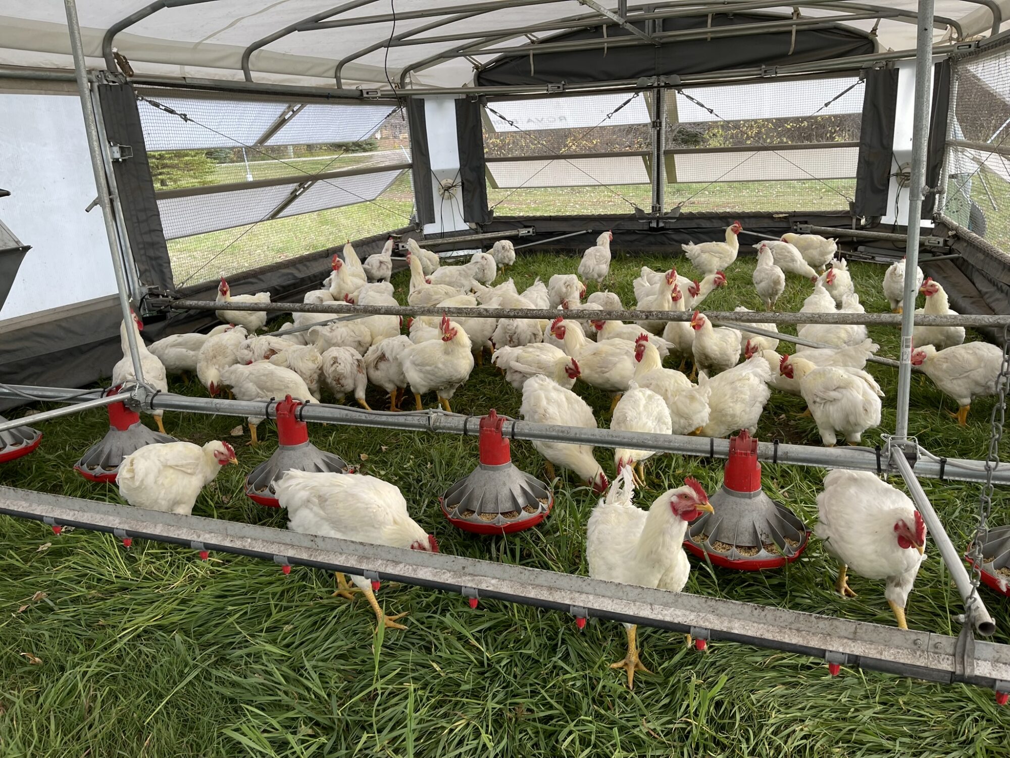 Inside of Robotic Chicken Coop – Picture from Sunflo Dairy
