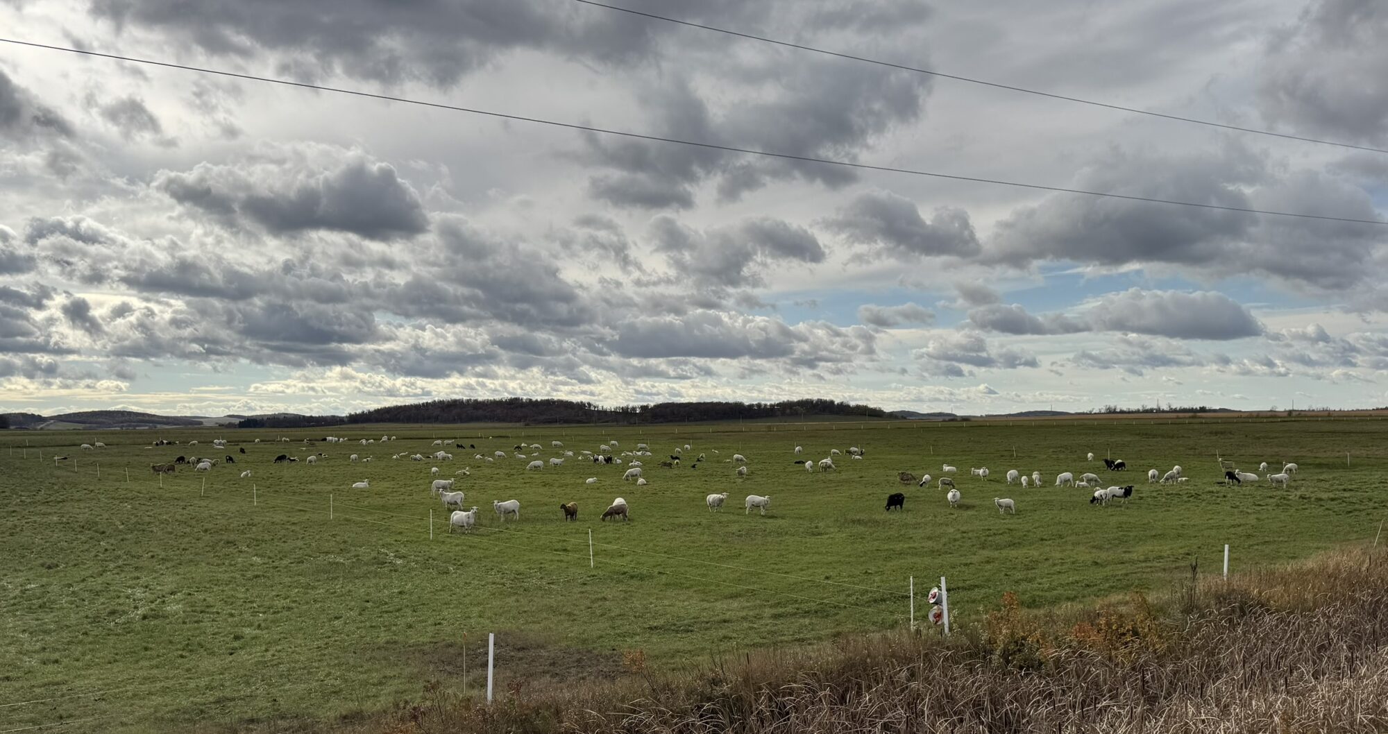 Landscape of sheep grazing – Picture from Sunflo Dairy