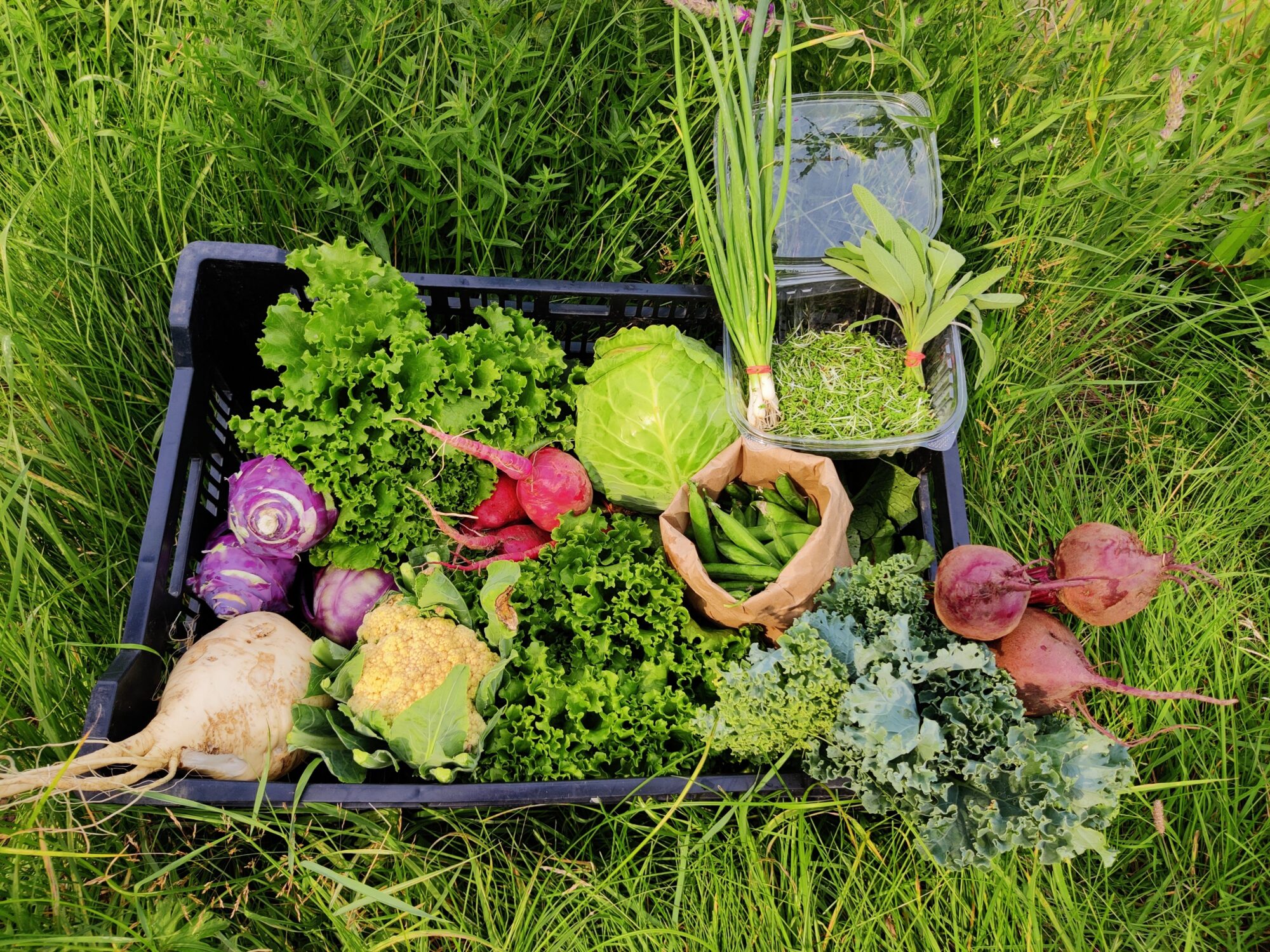 Photos for Regenerative Farms Aug 4 2021