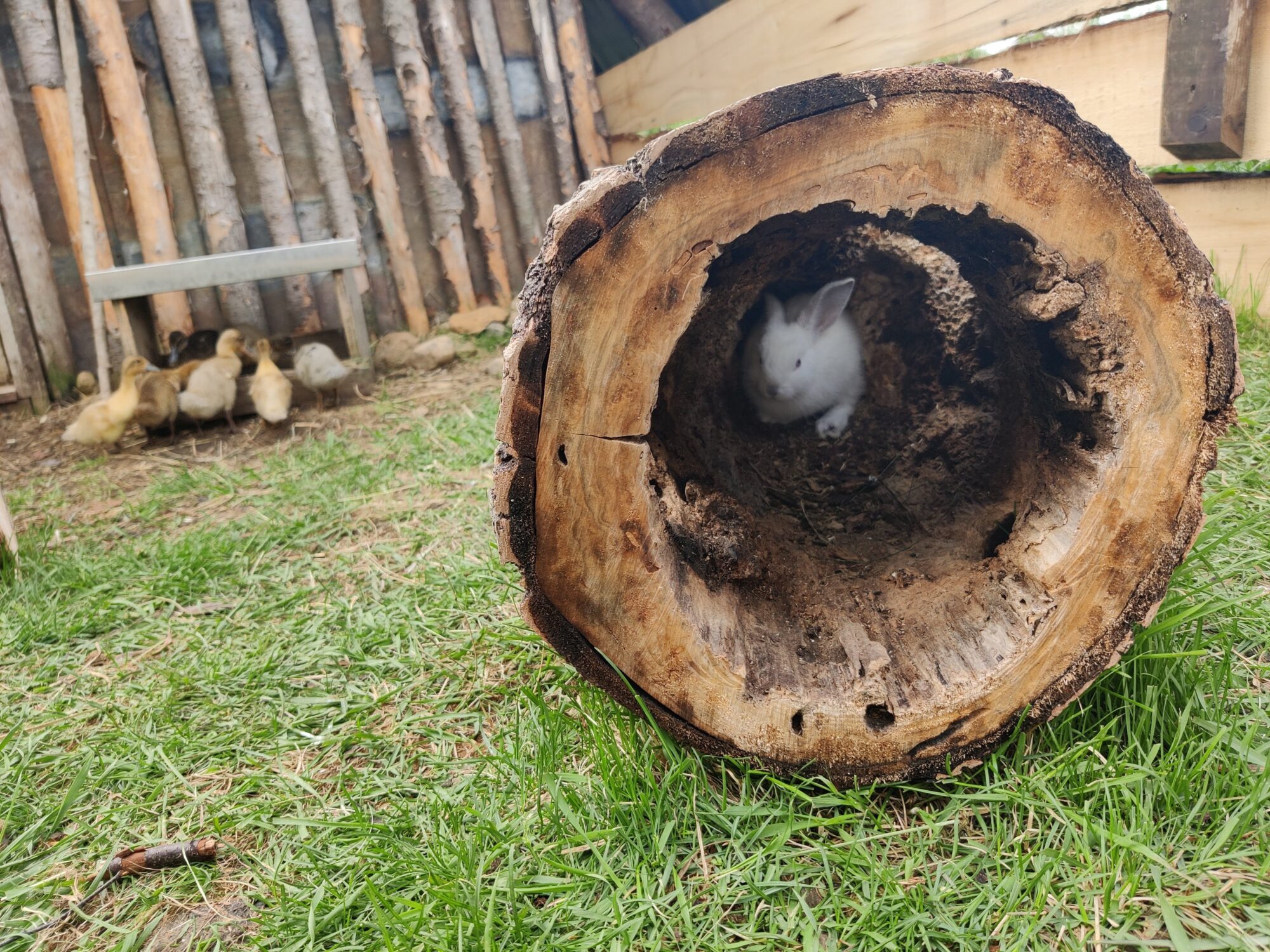 Photos for Regenerative Farms May 29 2024