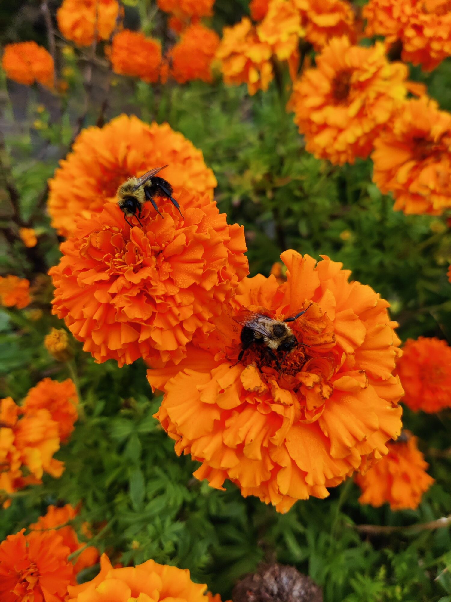 Photos for Regenerative Farms Oct 4