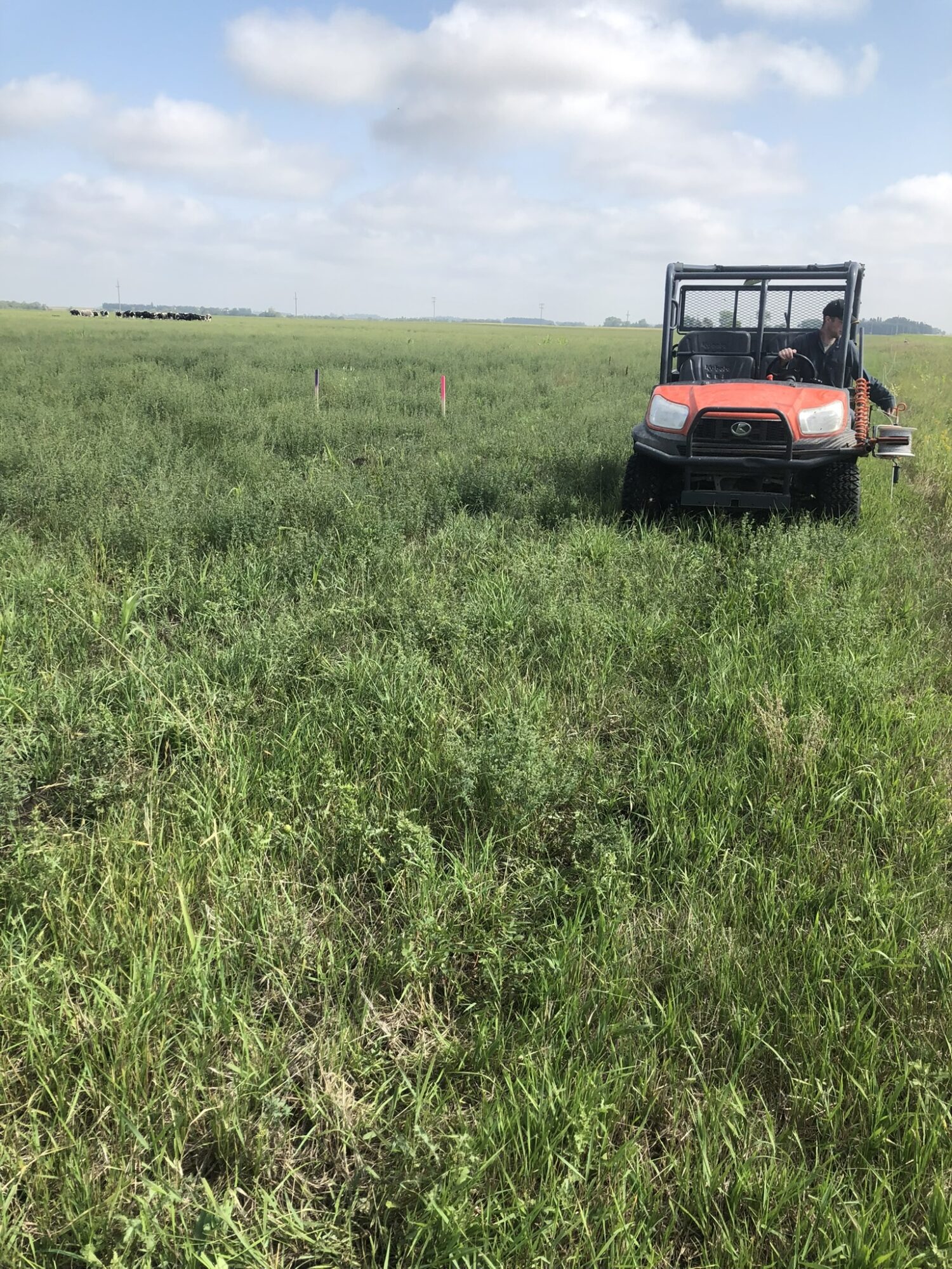 Setting up pasture with their side by side – Picture from Sunflo Dairy