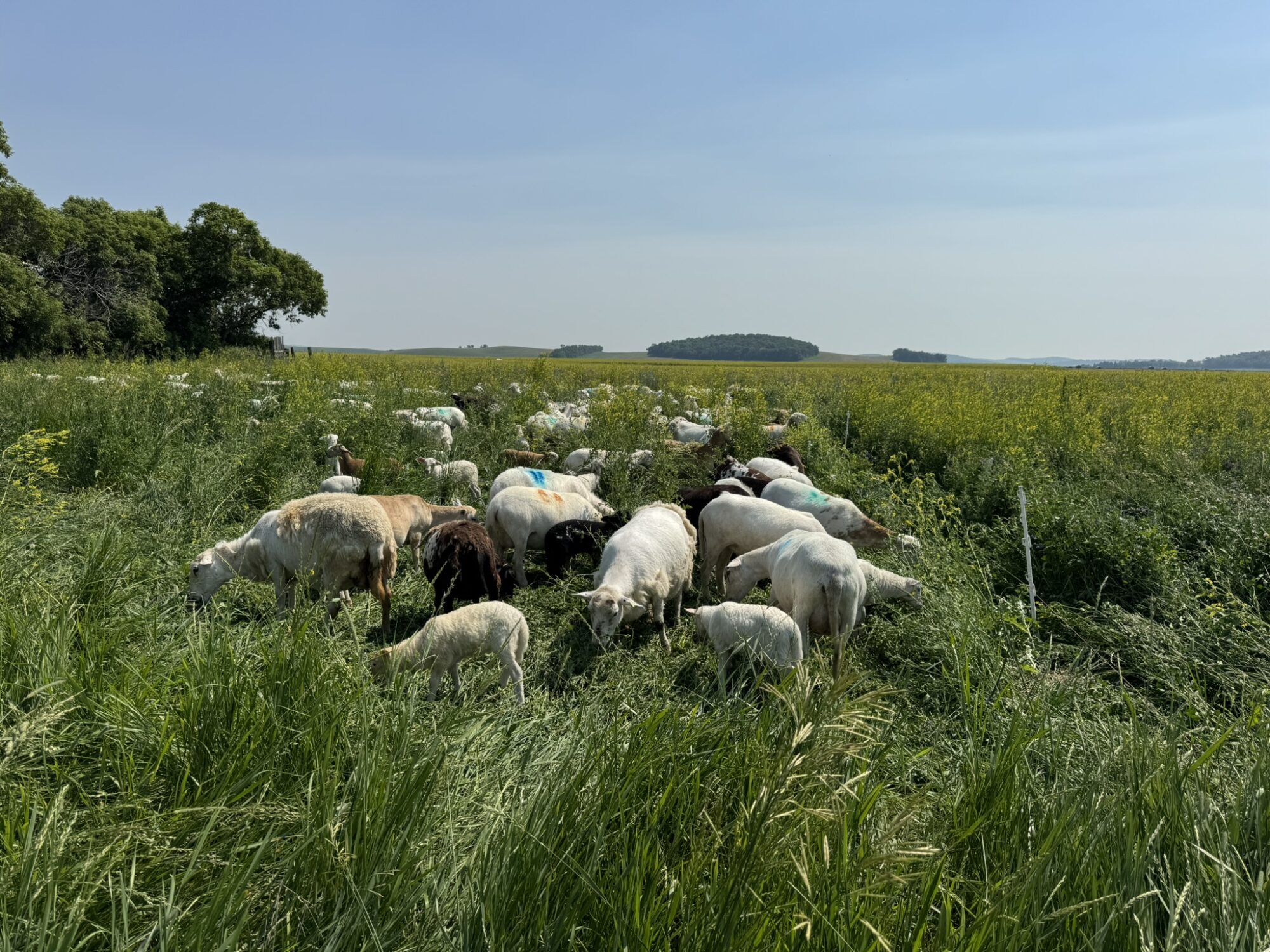 Sheep grazing – Picture from Sunflo Dairy(1)