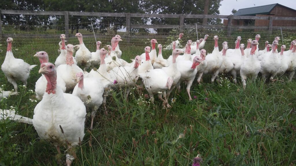 Little Fields Farm Régénération Canada