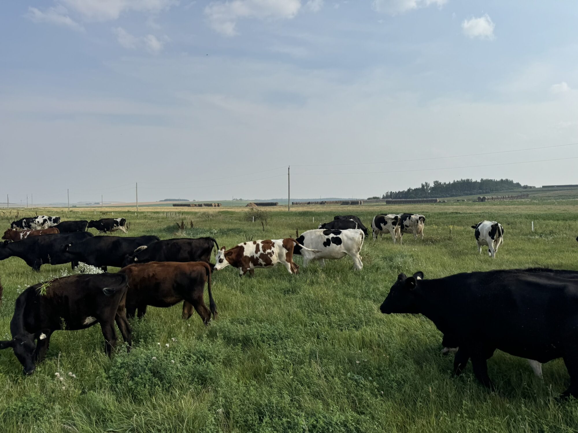 Young stock and dry grazing – Picture from Sunflo Dairy