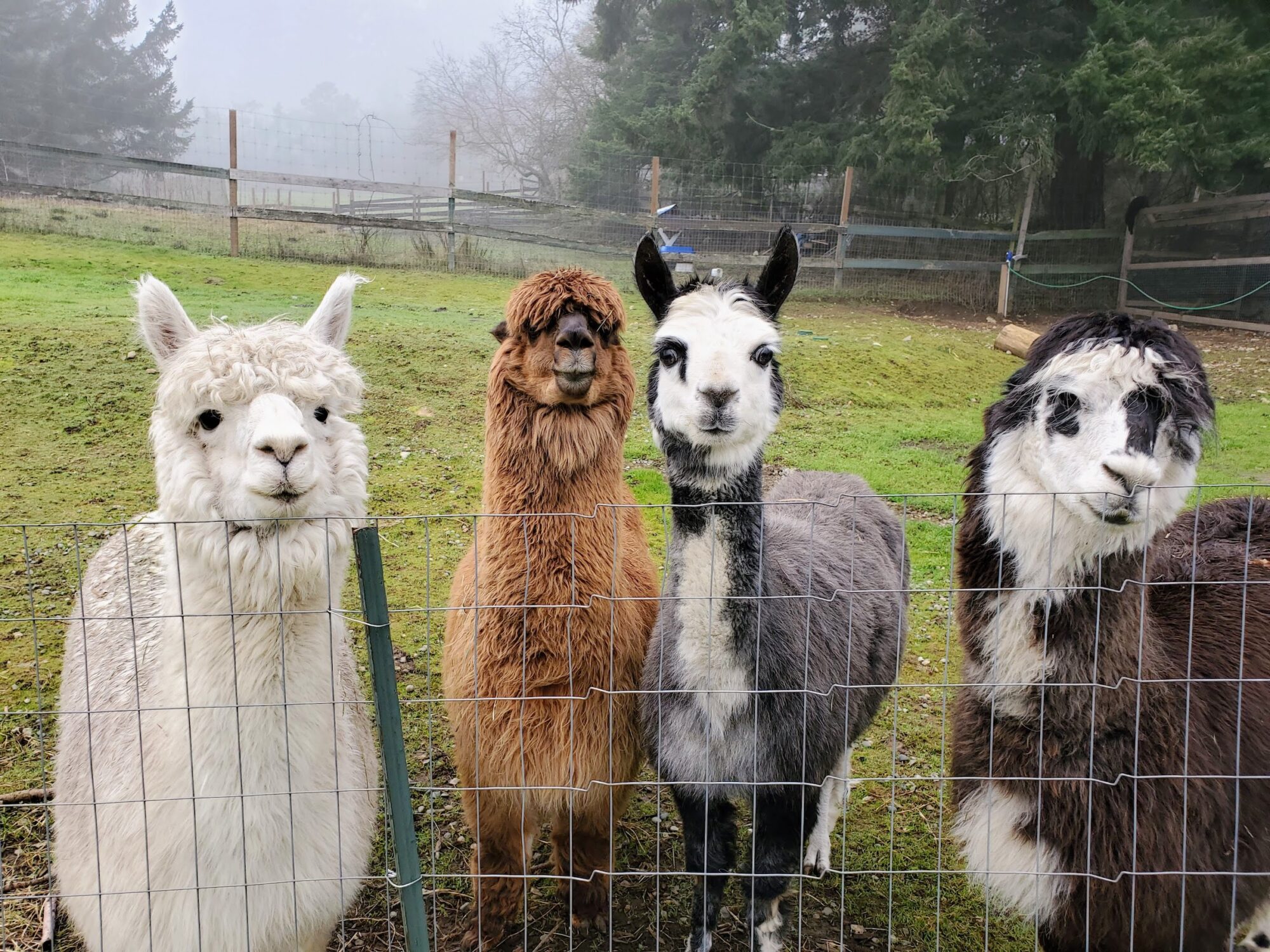 agua-dulce-farm_7Y7F678y4q4E_9