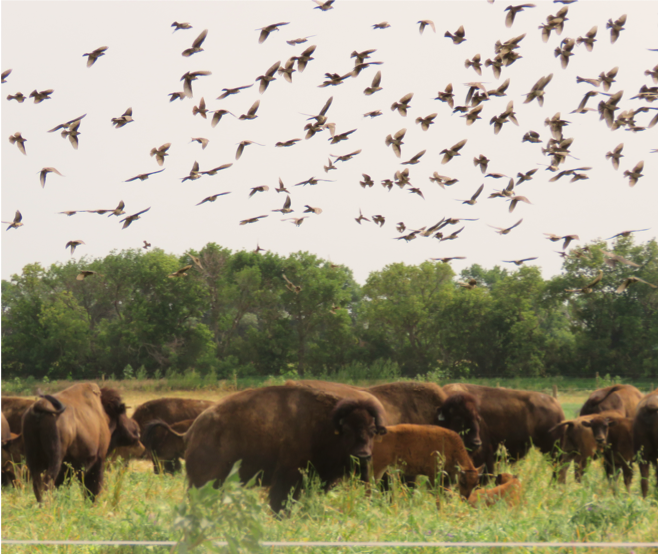 bisonbirds