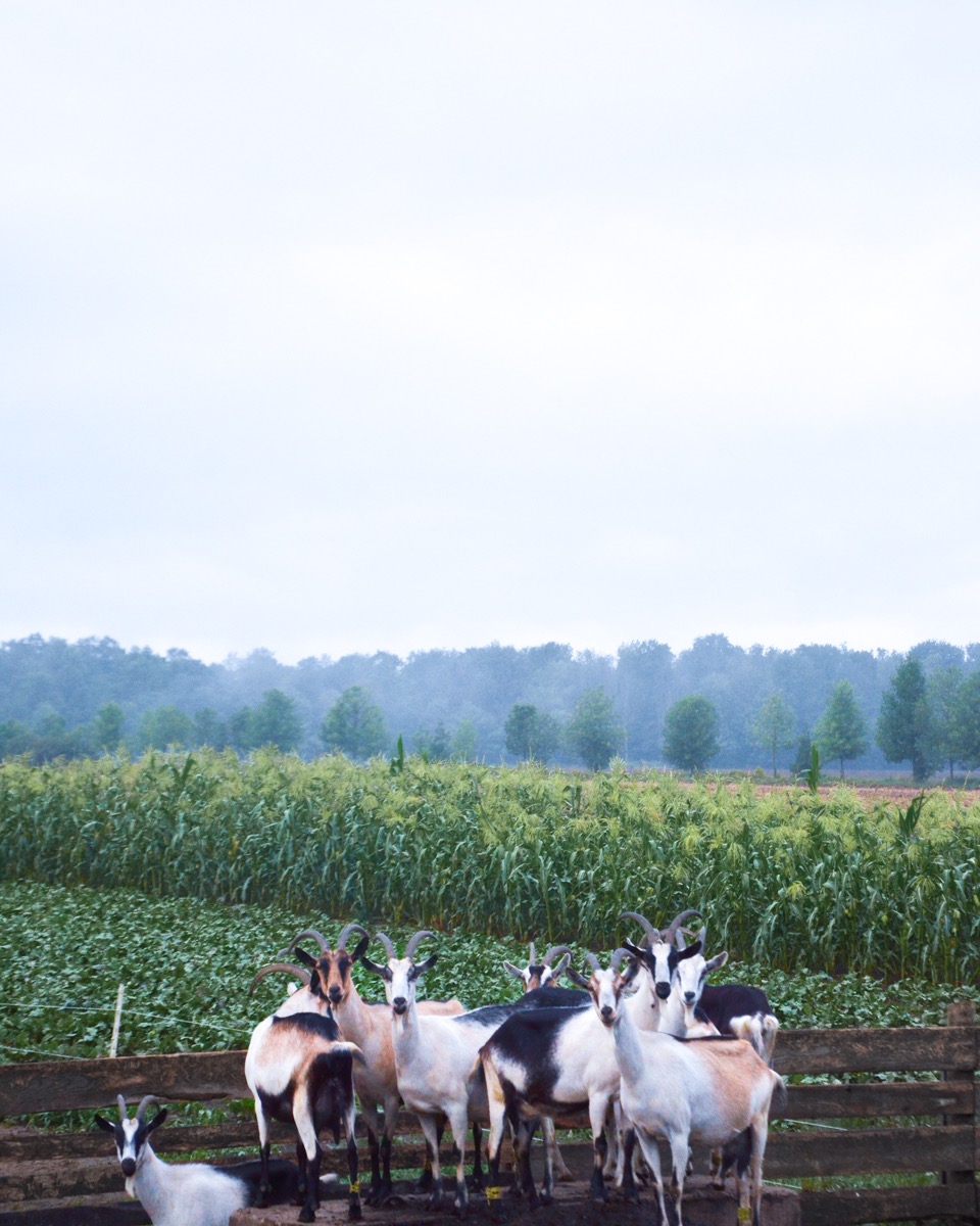 capella-meadows_q45Ex9NZW9EM_1