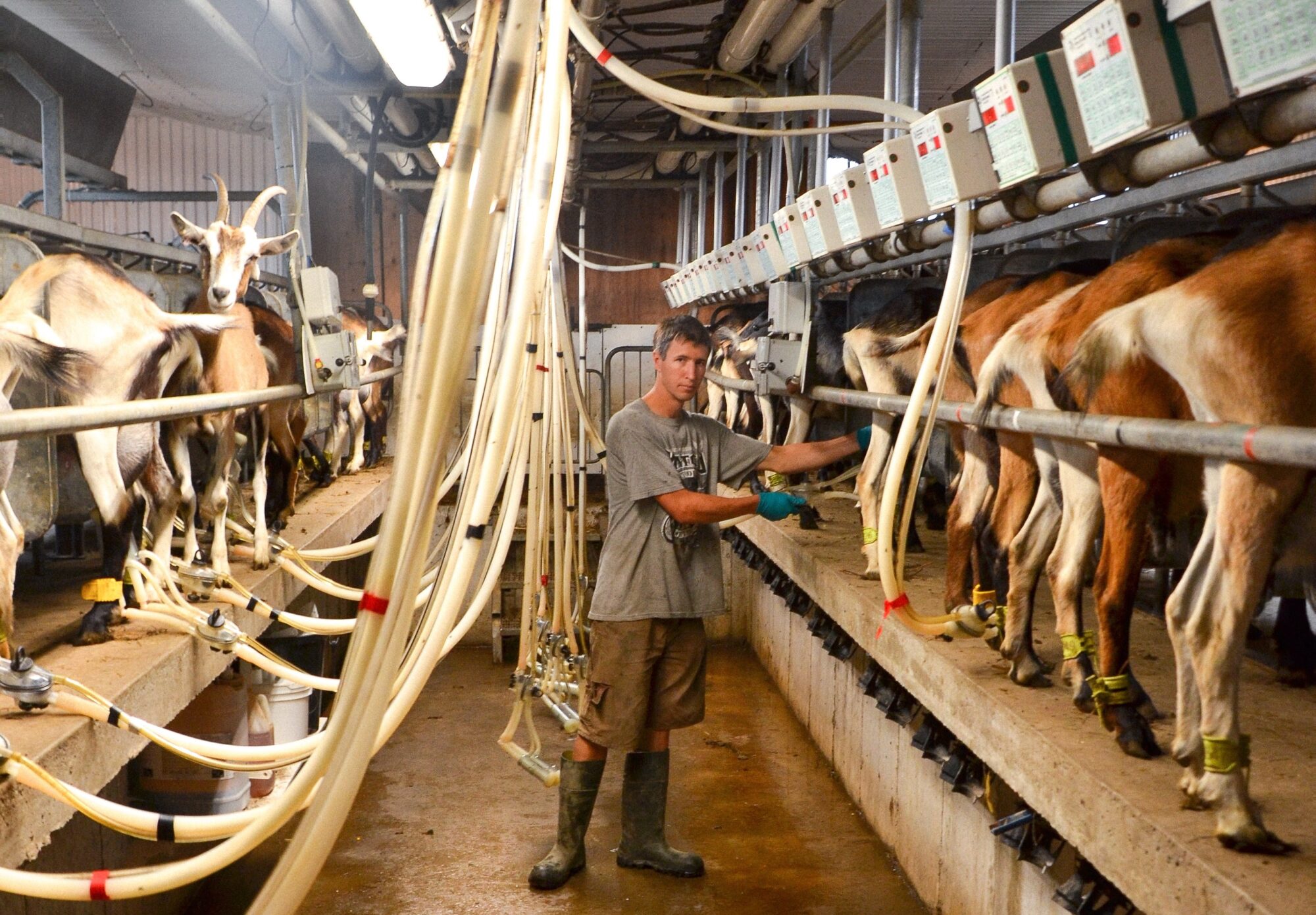 capella-meadows_q45Ex9NZW9EM_2