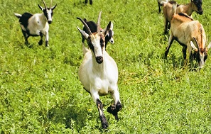 capella-meadows_q45Ex9NZW9EM_6