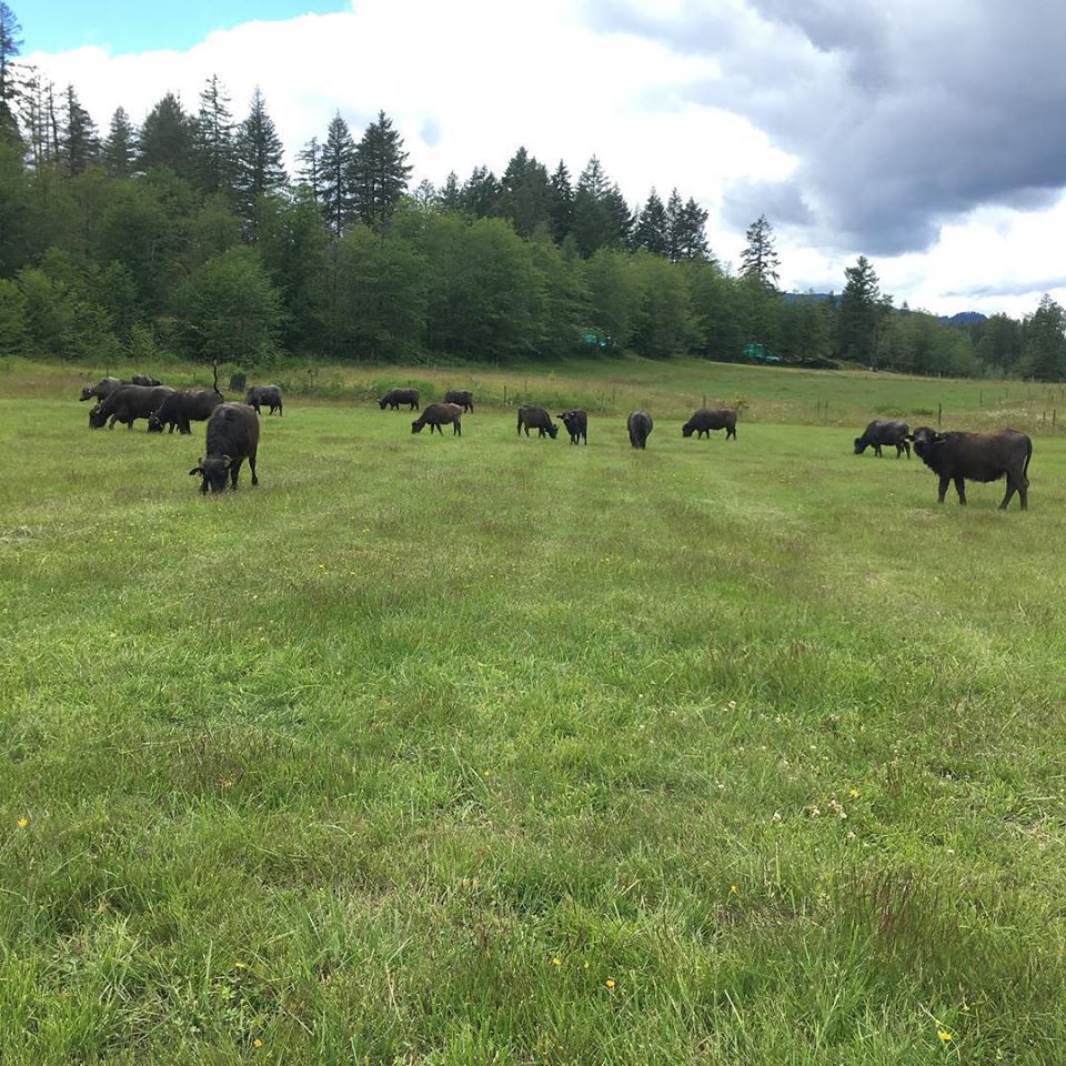 coleman-meadows-farm_WeRsNcThBw3l_0