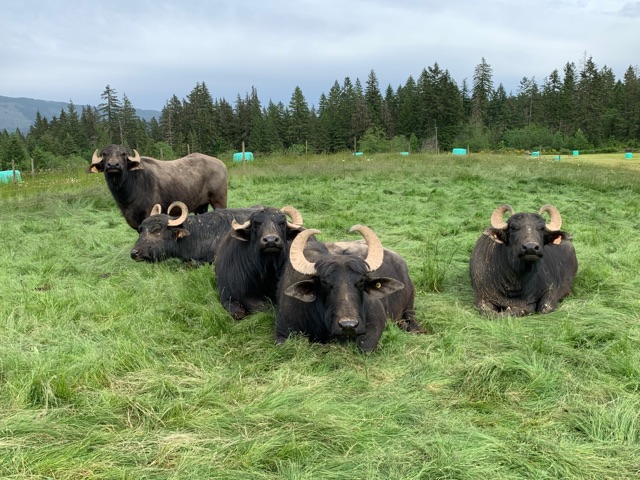coleman-meadows-farm_YnlggvuXJpFj_0