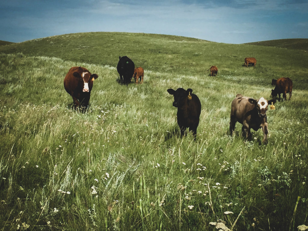 cows and calves on grass