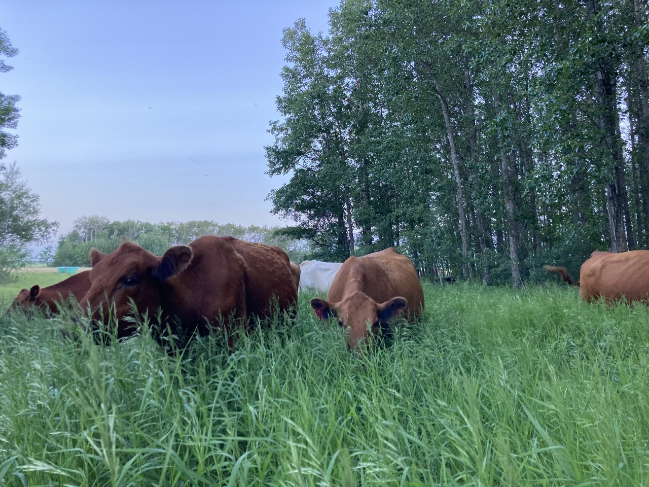deer-meadow-farmacy_Wkzb2zJRl4Eo_0
