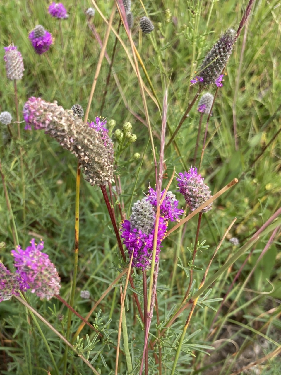 deer-meadow-farmacy_Wkzb2zJRl4Eo_6