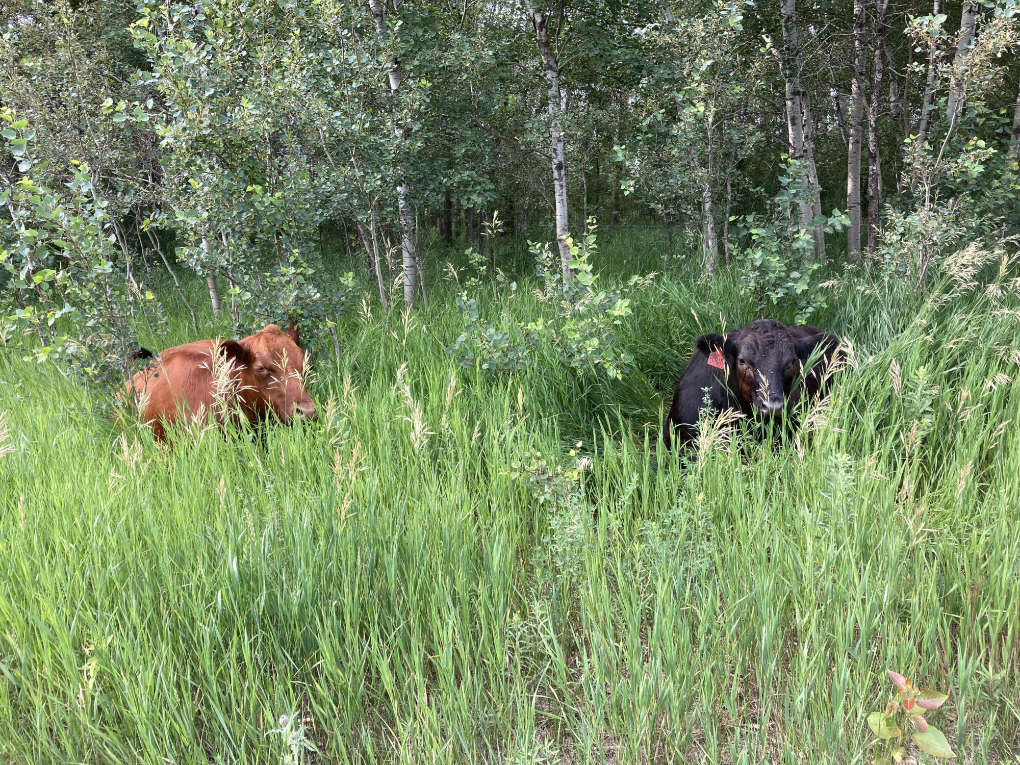 deer-meadow-farmacy_Wkzb2zJRl4Eo_7