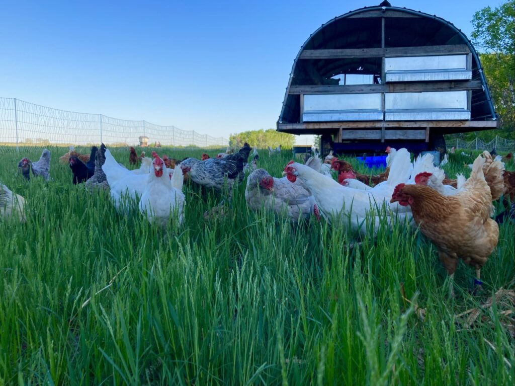 Deer Meadow Farms Régénération Canada