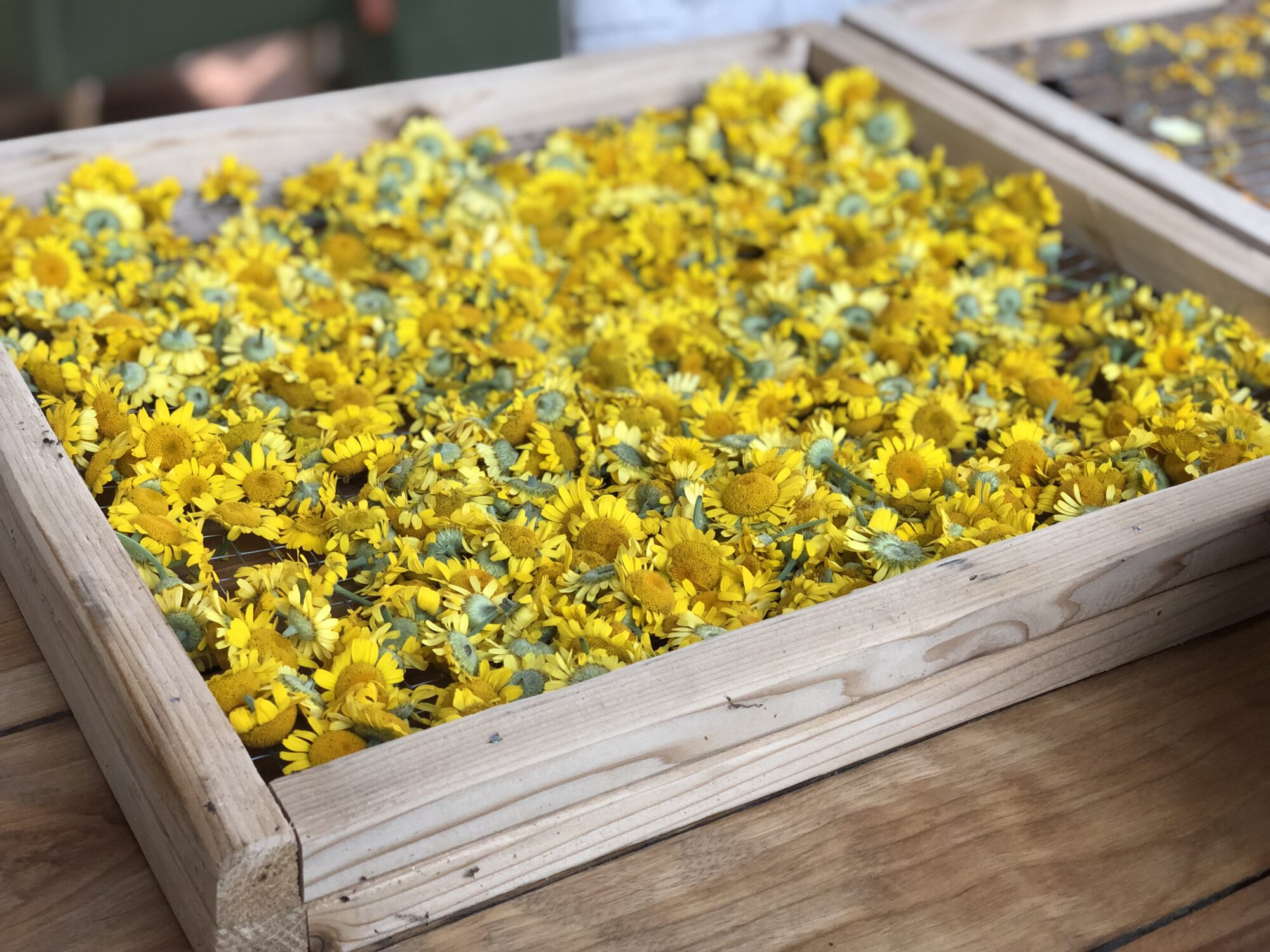 divine-colour-acres_eJJqcTujrKuT_0