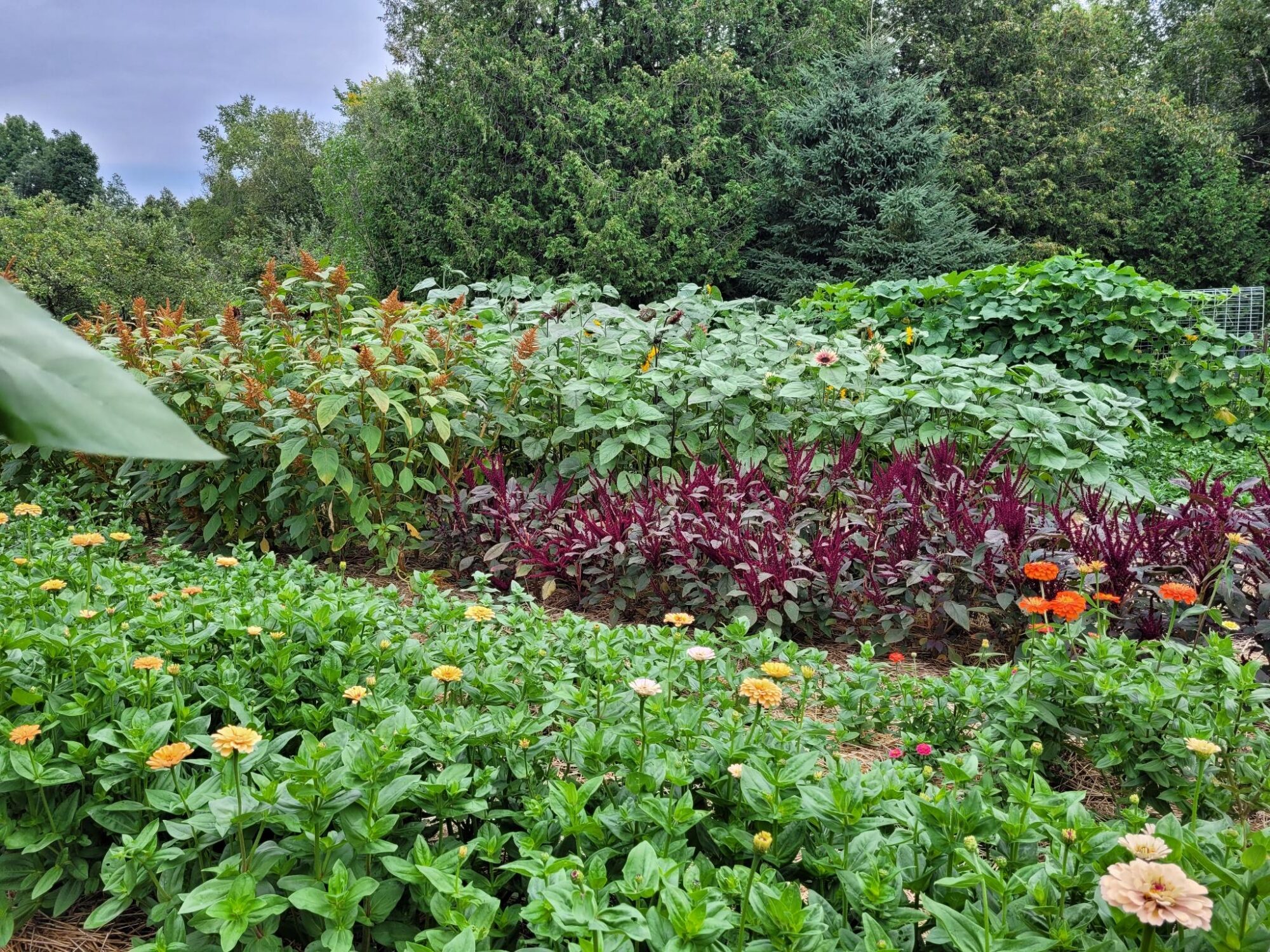 divine-colour-acres_oMmEd8qYML6N_0