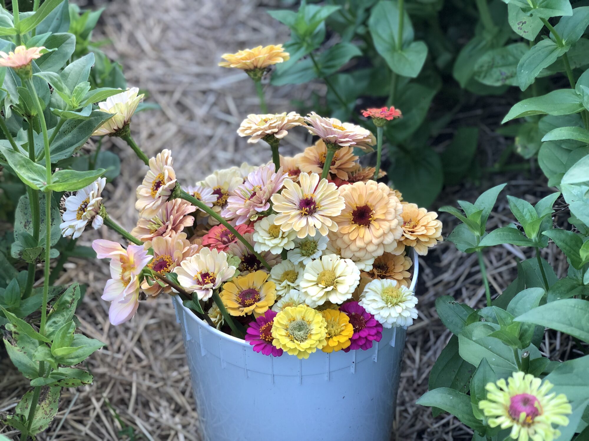 divine-colour-acres_oMmEd8qYML6N_1