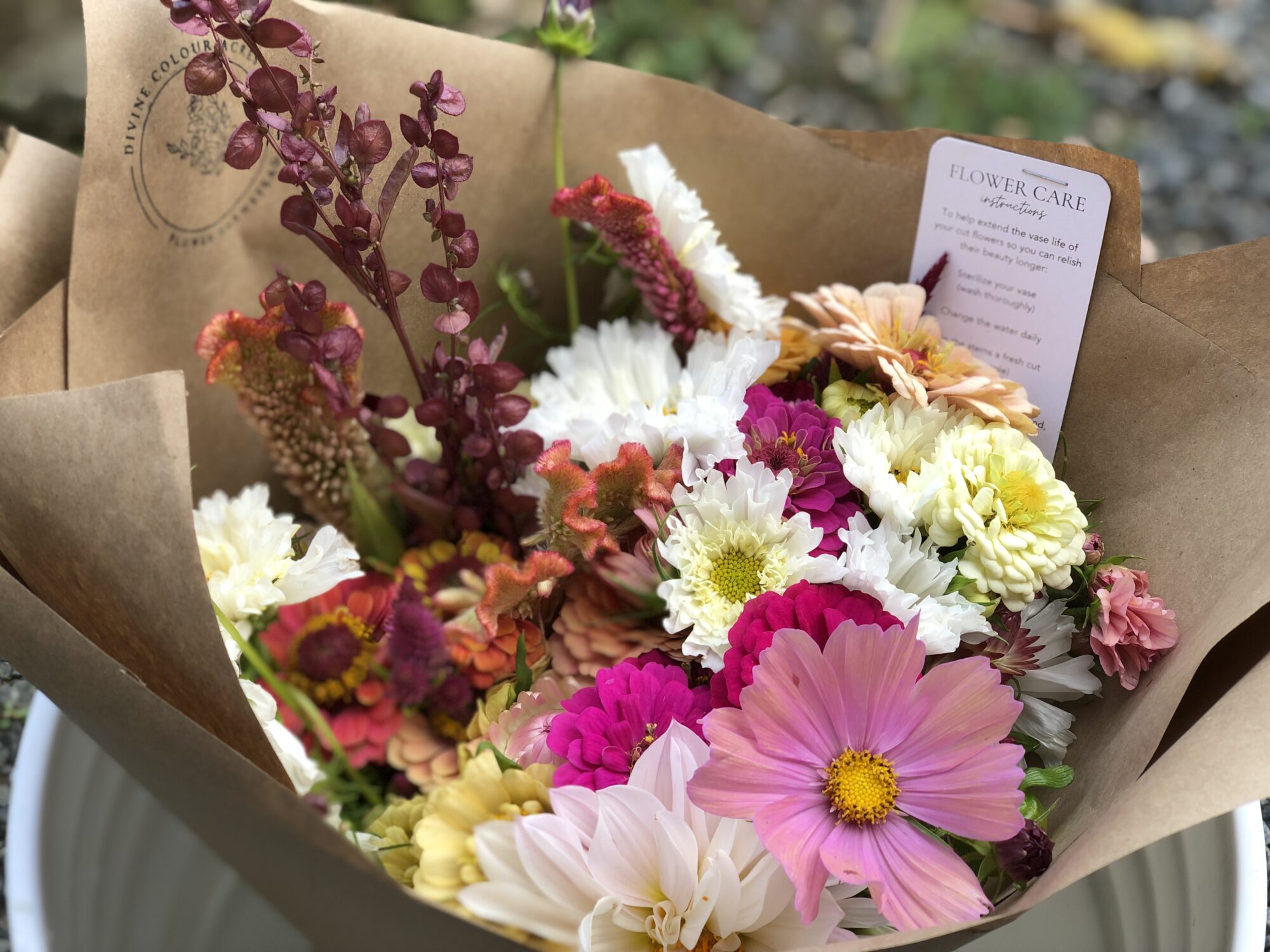 divine-colour-acres_oMmEd8qYML6N_2