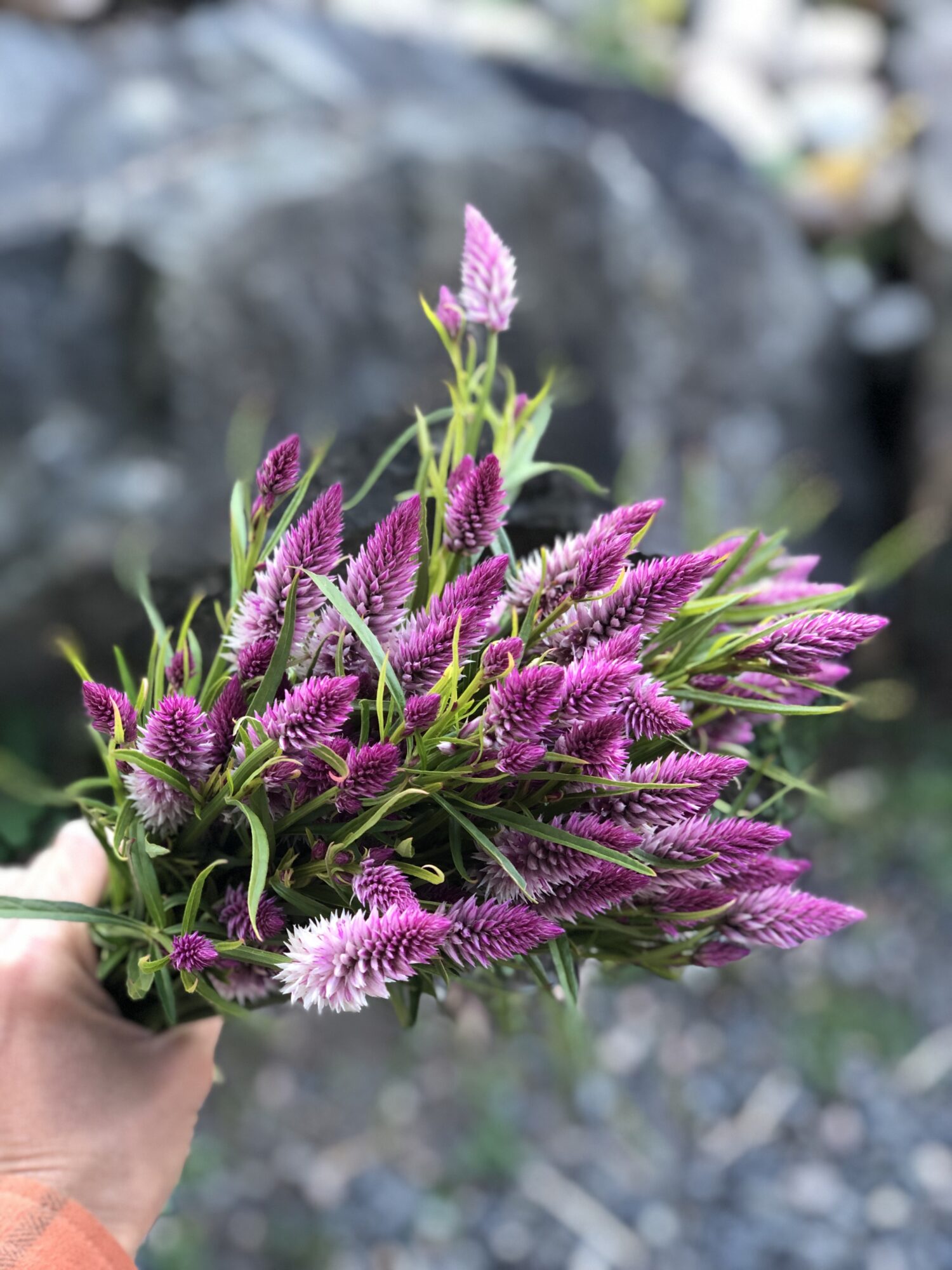 divine-colour-acres_oMmEd8qYML6N_3