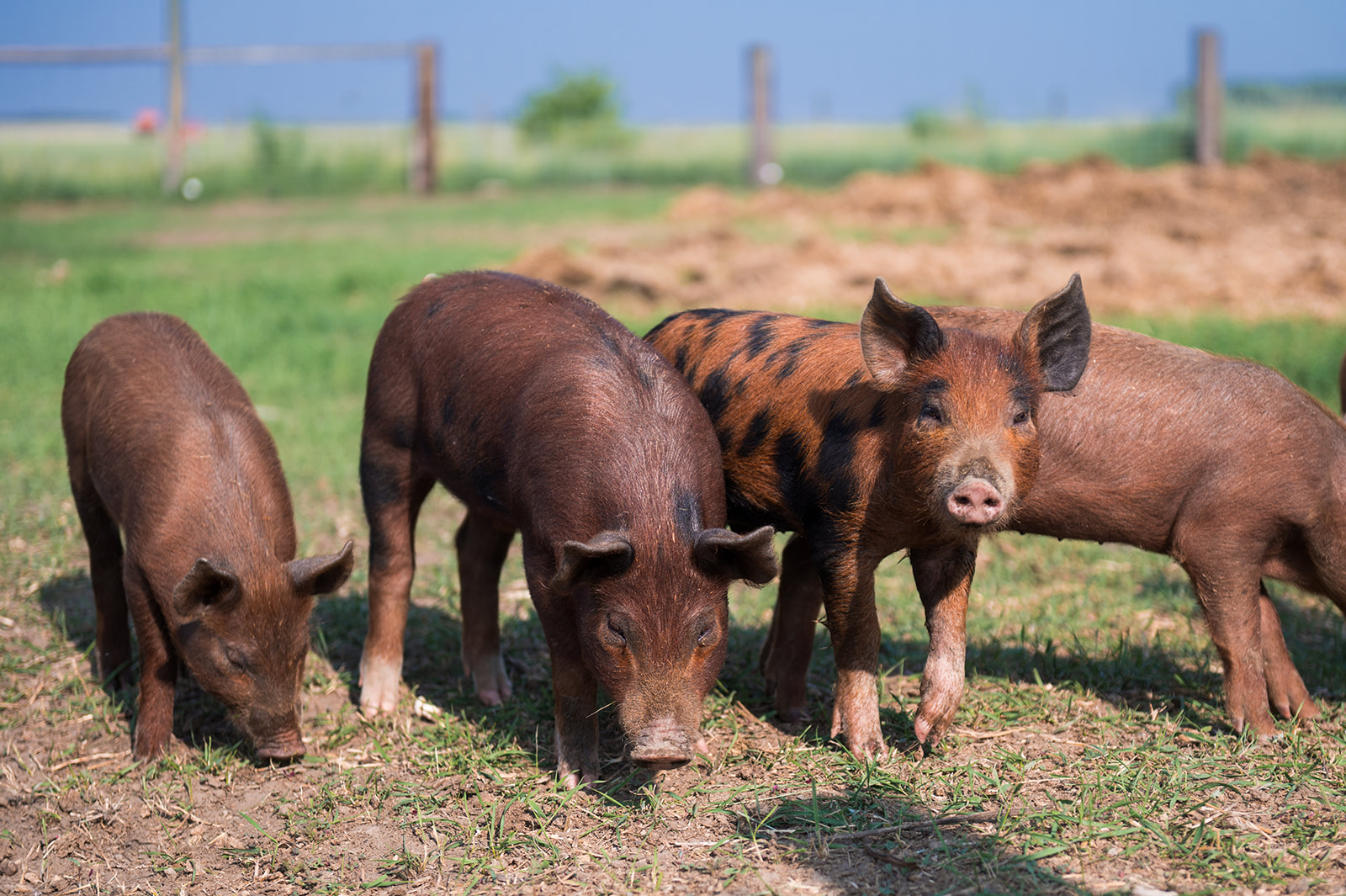 farm-one-forty_ZPbbMpXaJslq_0