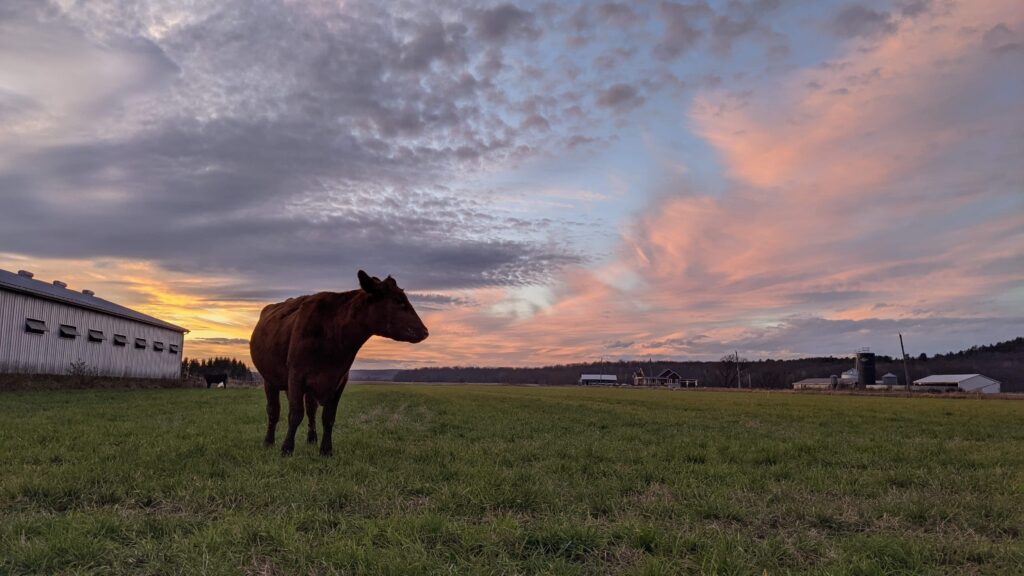 ferme-guayclair-inc_hMTCT7WVqXRY_2