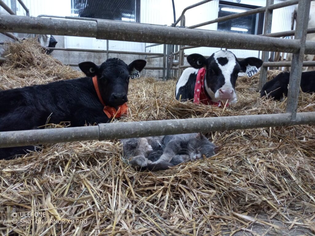 ferme-panama-et-fils-senc_fspasciXytY9_0