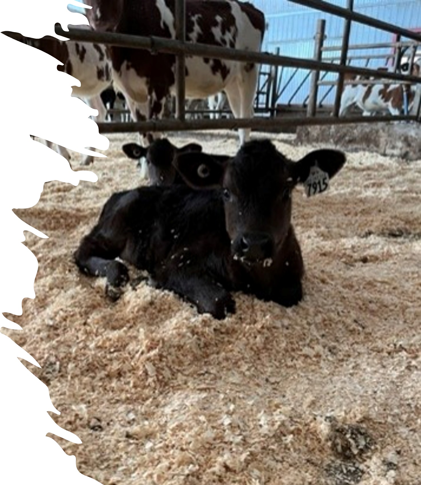 Rejo Farm Ferme Rejo Holstein - Régénération Canada
