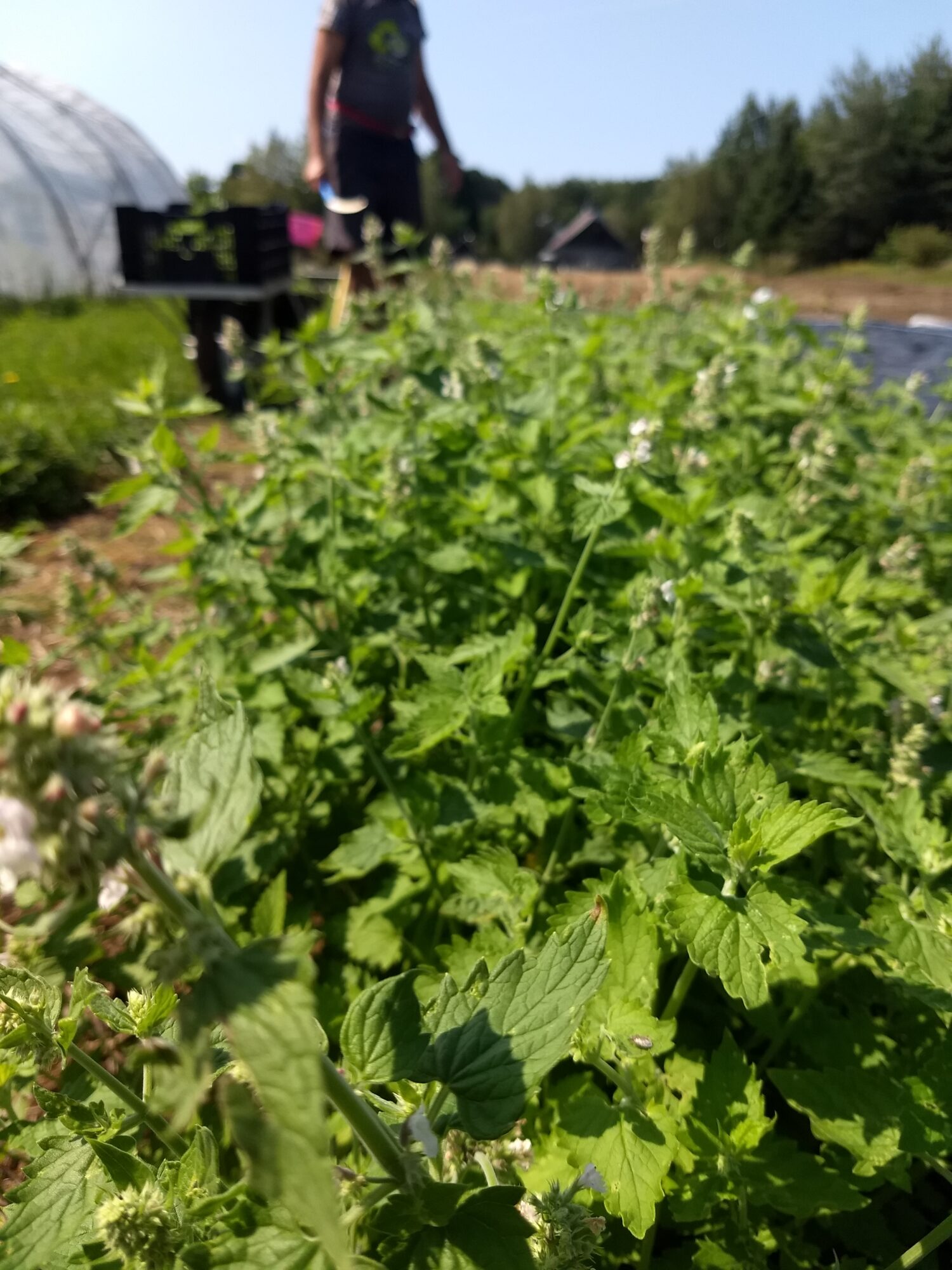 ferme-terra-millefolia_Aec9fvEt6Af8_0