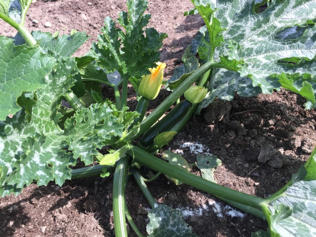 genevieve-grenon_7BTYYNBgEkJw_0