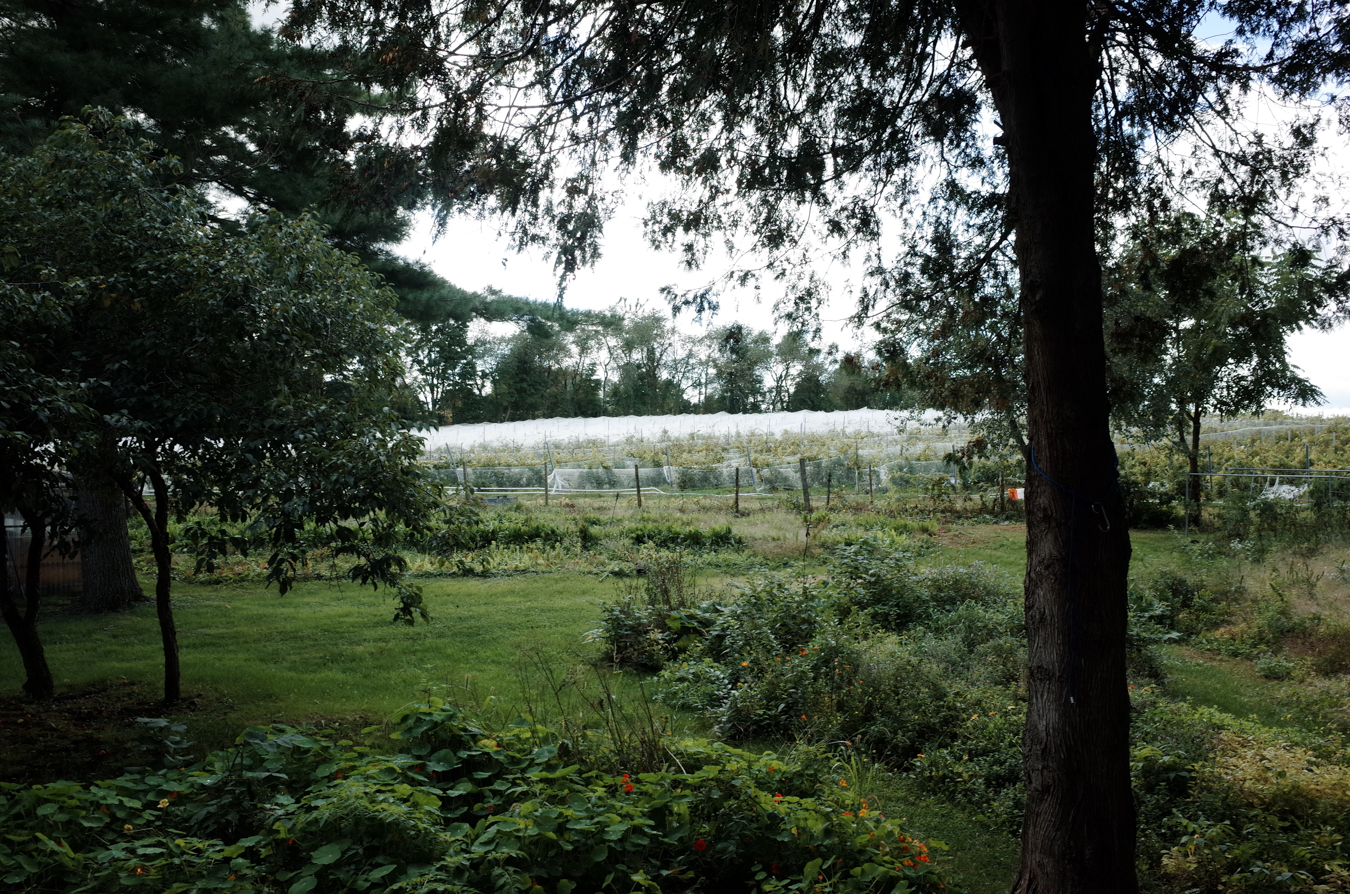 hayfield5