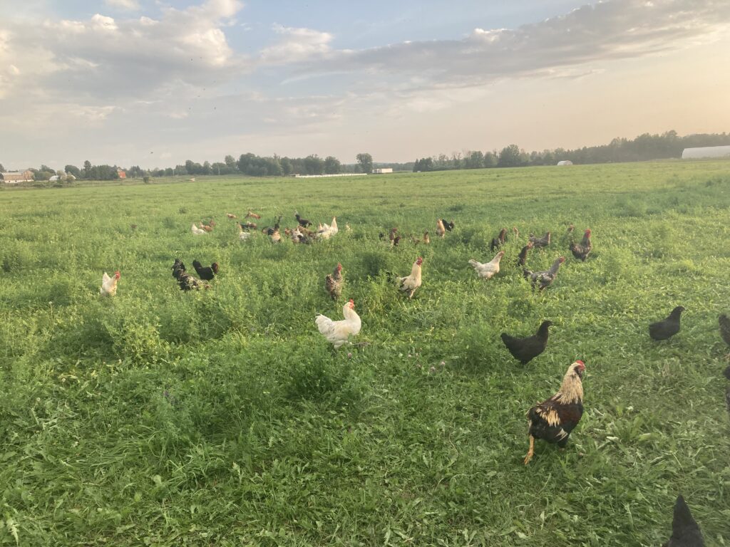 integrated-farms_7AmjW9vmaTJt_1