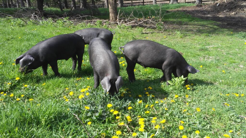 little-fields-farm_zi6Yr4FfRdid_0