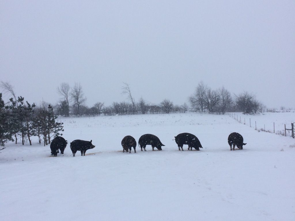 maple-ridge-farm_RBrZkJWnkEVK_0